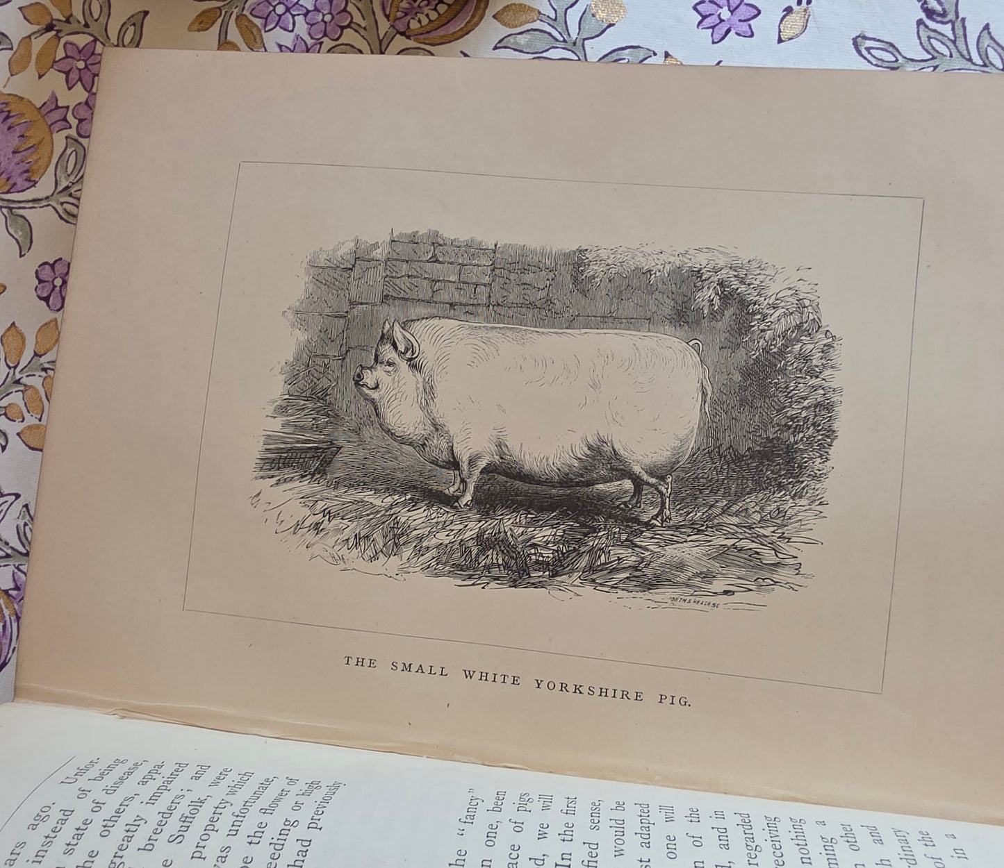 1886 The Book of the Pig by James Long - Illustrated Antique First Edition Book