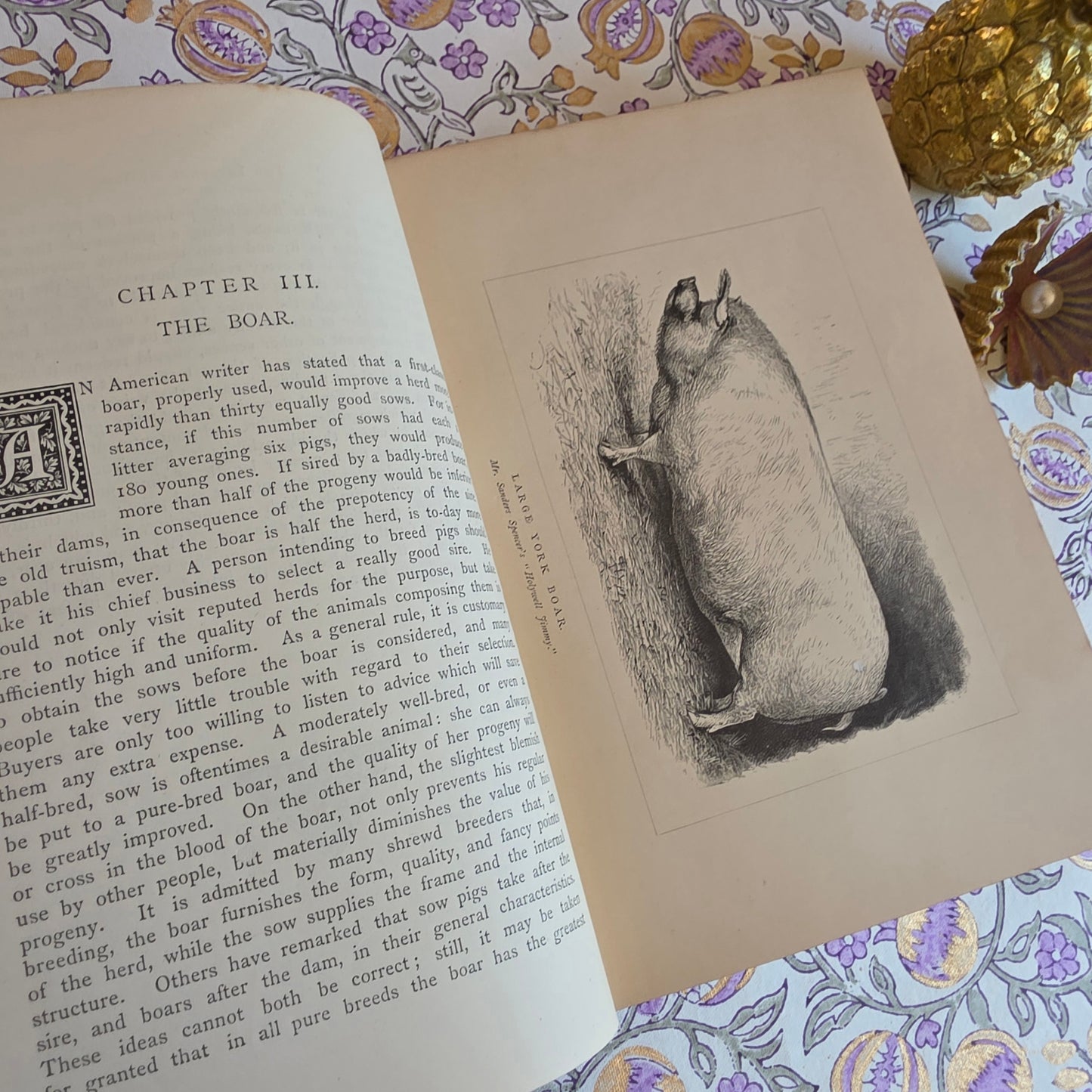 1886 The Book of the Pig by James Long - Illustrated Antique First Edition Book