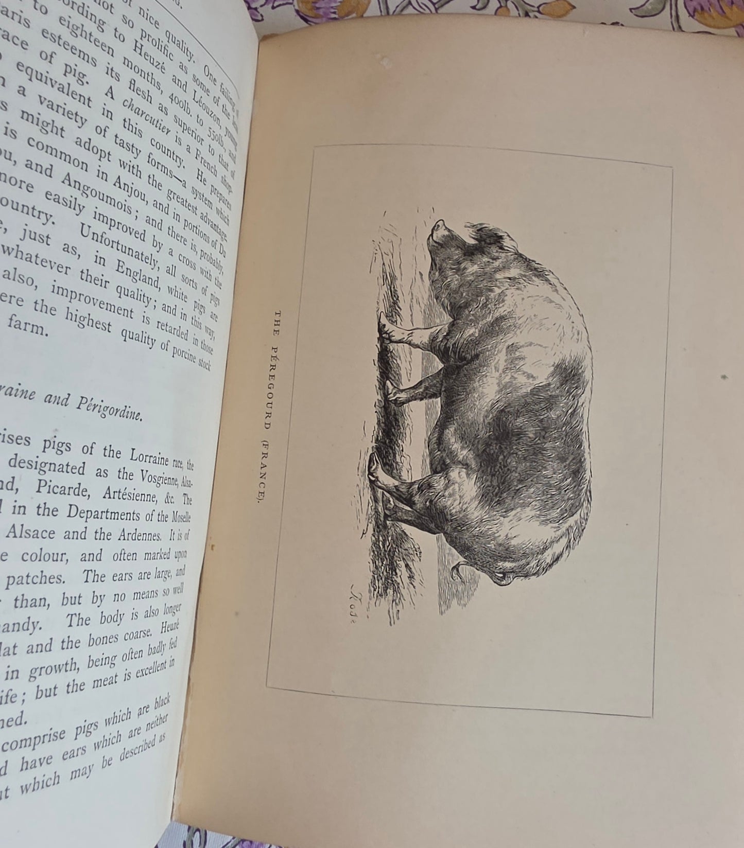 1886 The Book of the Pig by James Long - Illustrated Antique First Edition Book