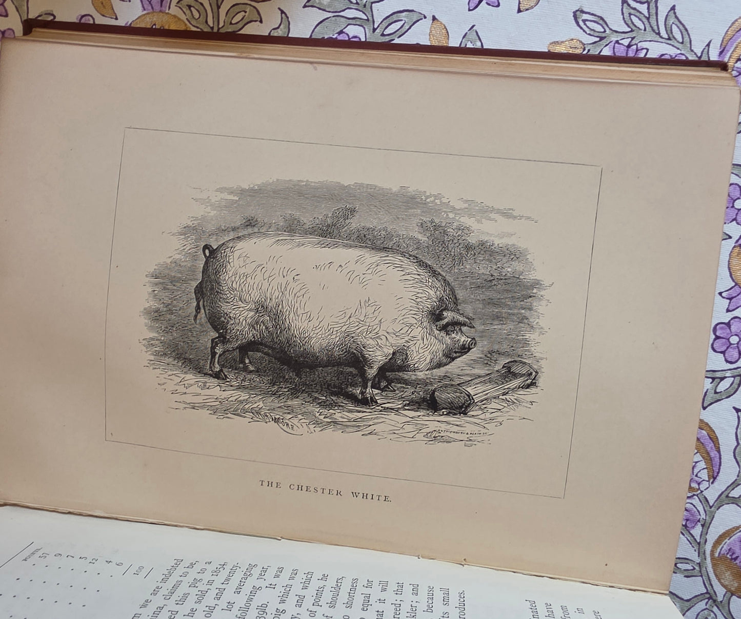 1886 The Book of the Pig by James Long - Illustrated Antique First Edition Book