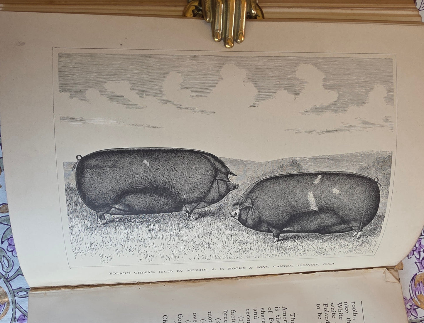 1886 The Book of the Pig by James Long - Illustrated Antique First Edition Book