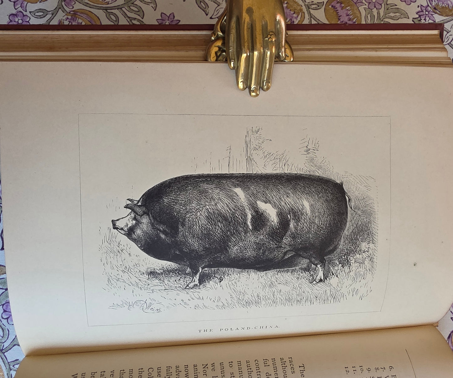 1886 The Book of the Pig by James Long - Illustrated Antique First Edition Book