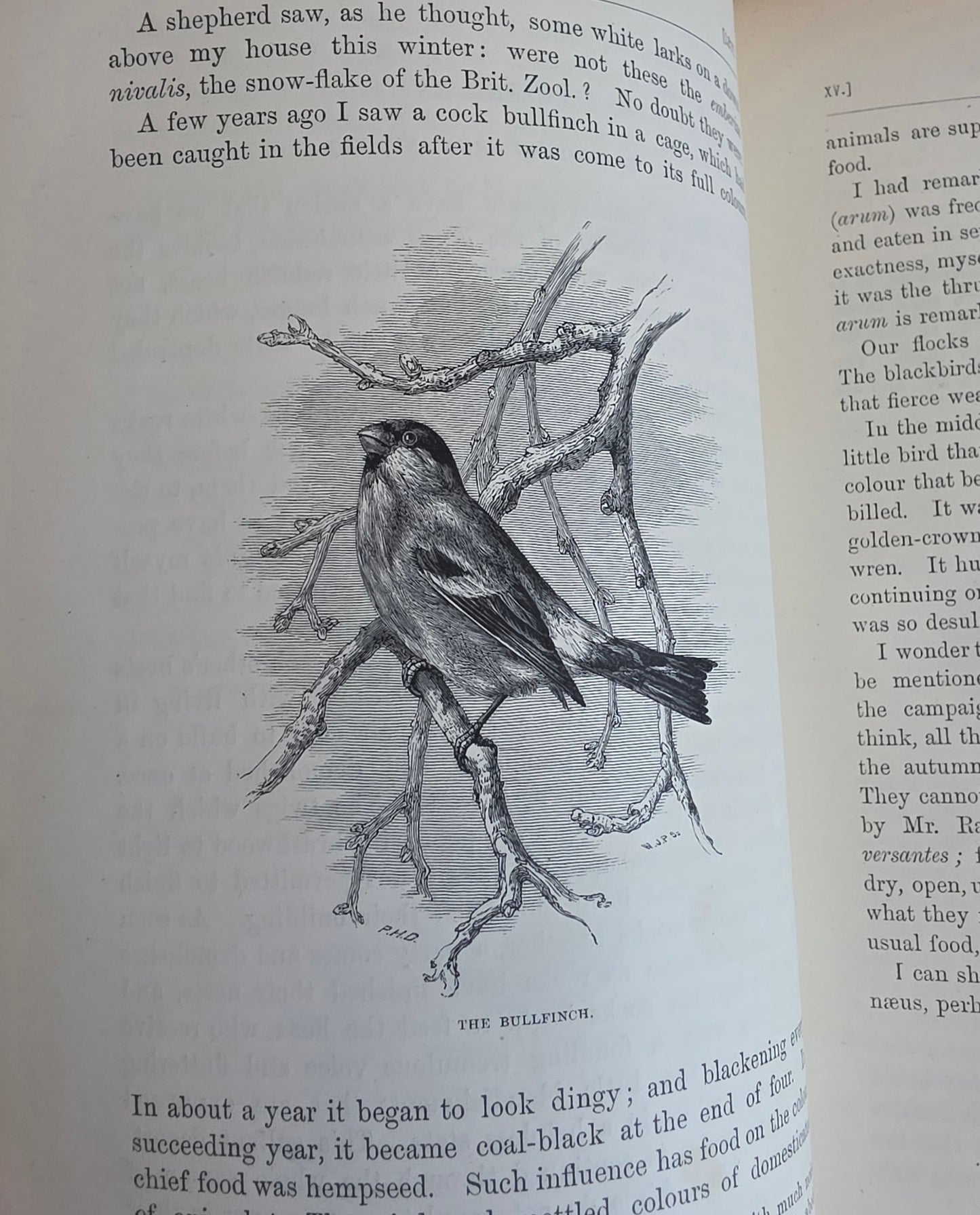 1877 Natural History and Antiquities of Selborne by Gilbert White - Large Antique Illustrated Book - WORN Copy