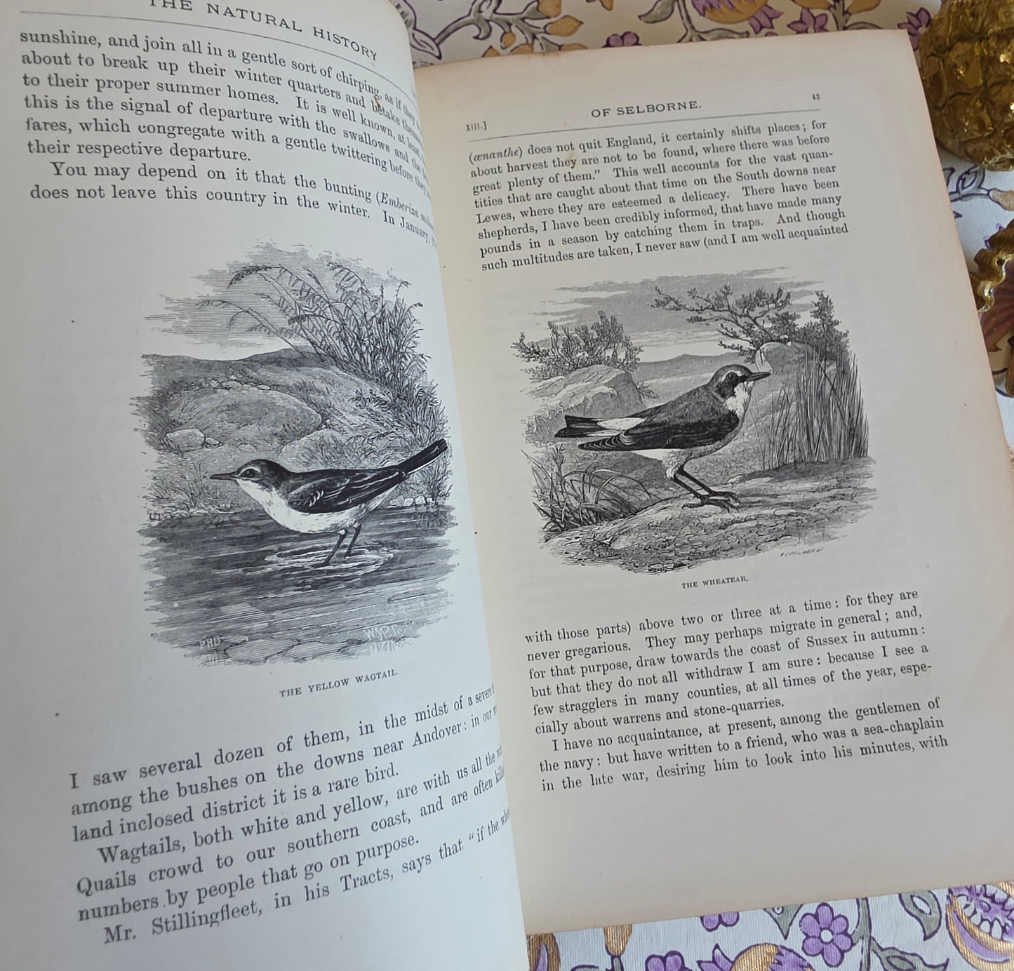 1877 Natural History and Antiquities of Selborne by Gilbert White - Large Antique Illustrated Book - WORN Copy