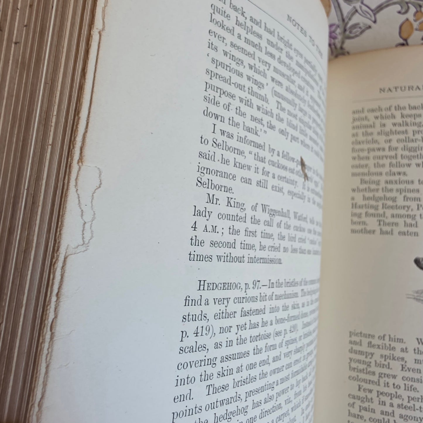 1877 Natural History and Antiquities of Selborne by Gilbert White - Large Antique Illustrated Book - WORN Copy