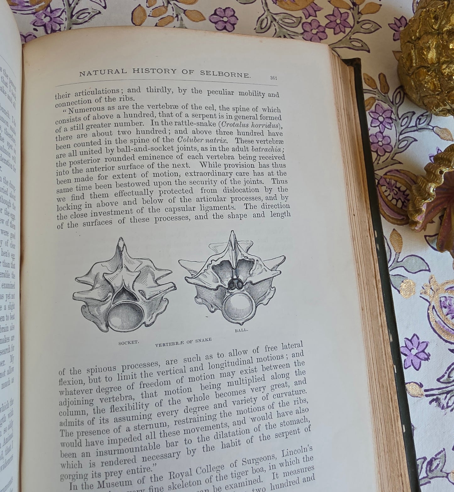 1877 Natural History and Antiquities of Selborne by Gilbert White - Large Antique Illustrated Book - WORN Copy