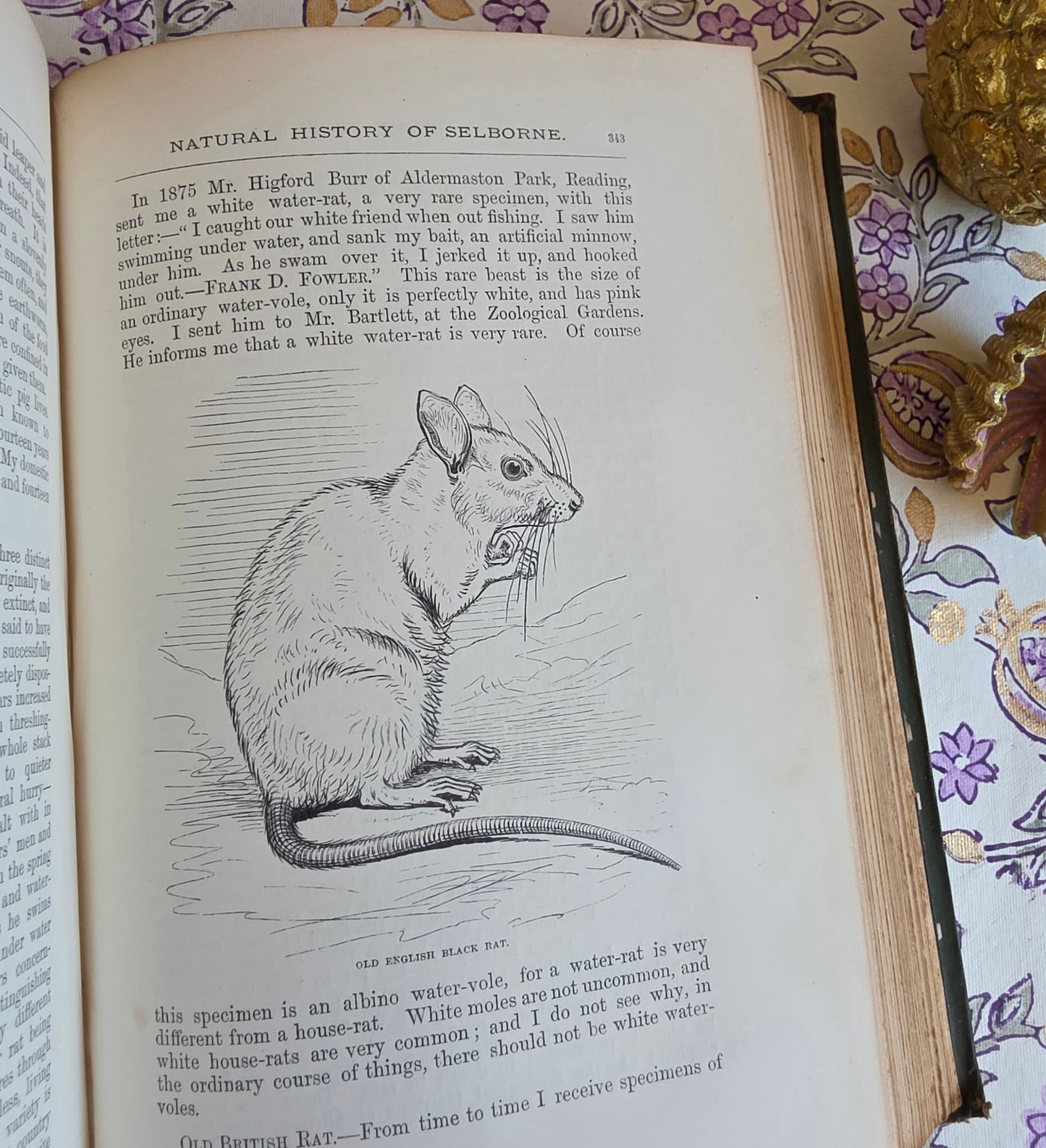 1877 Natural History and Antiquities of Selborne by Gilbert White - Large Antique Illustrated Book - WORN Copy