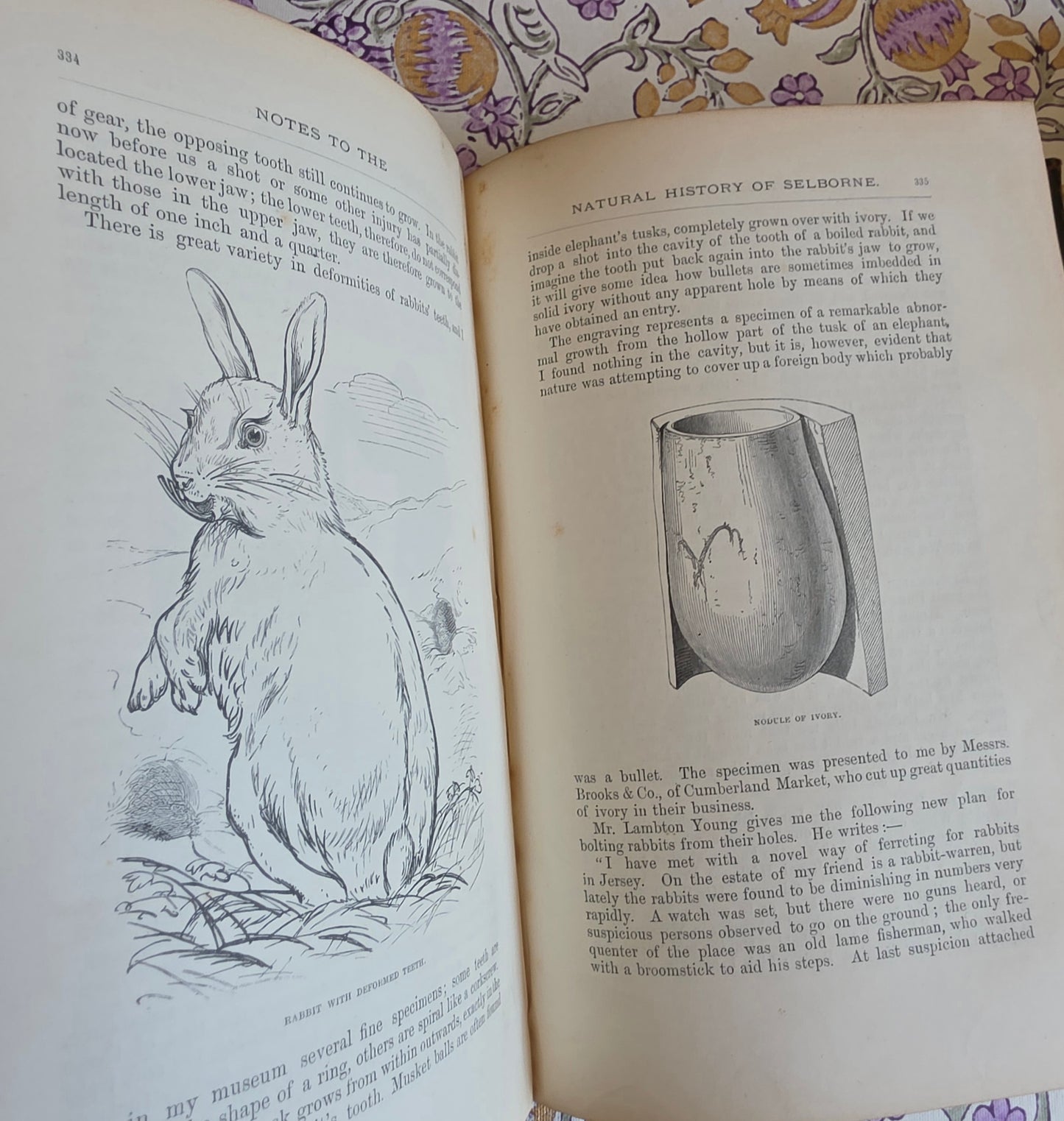 1877 Natural History and Antiquities of Selborne by Gilbert White - Large Antique Illustrated Book - WORN Copy
