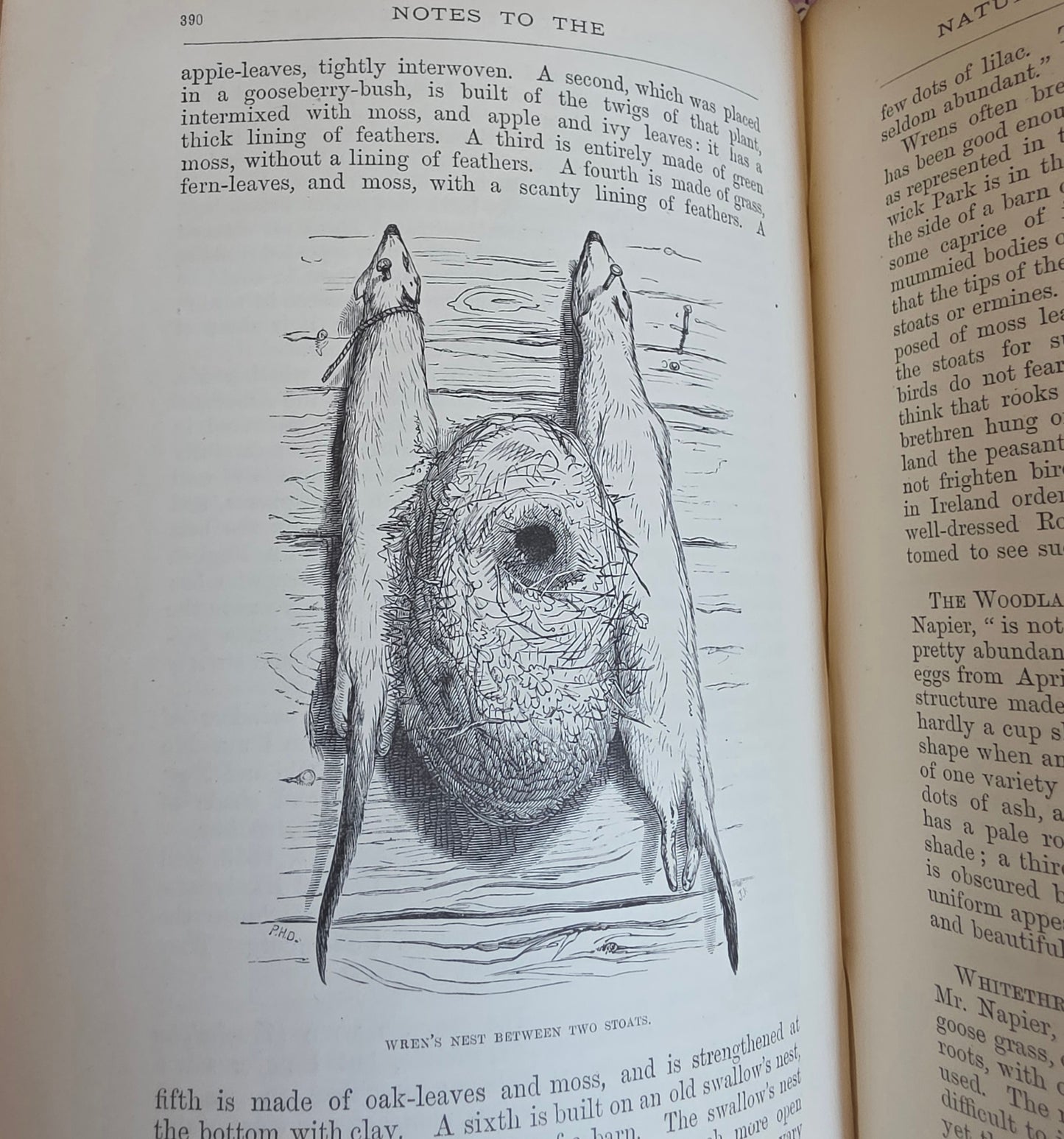 1877 Natural History and Antiquities of Selborne by Gilbert White - Large Antique Illustrated Book - WORN Copy