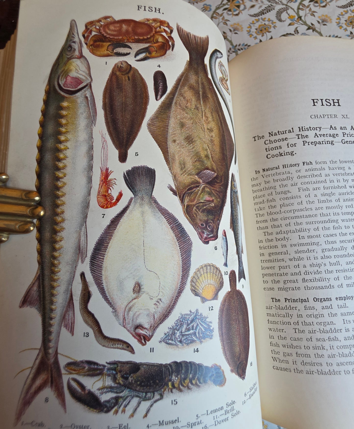 1906 Mrs Beeton's Book of Household Management - Large Illustrated Antique Book