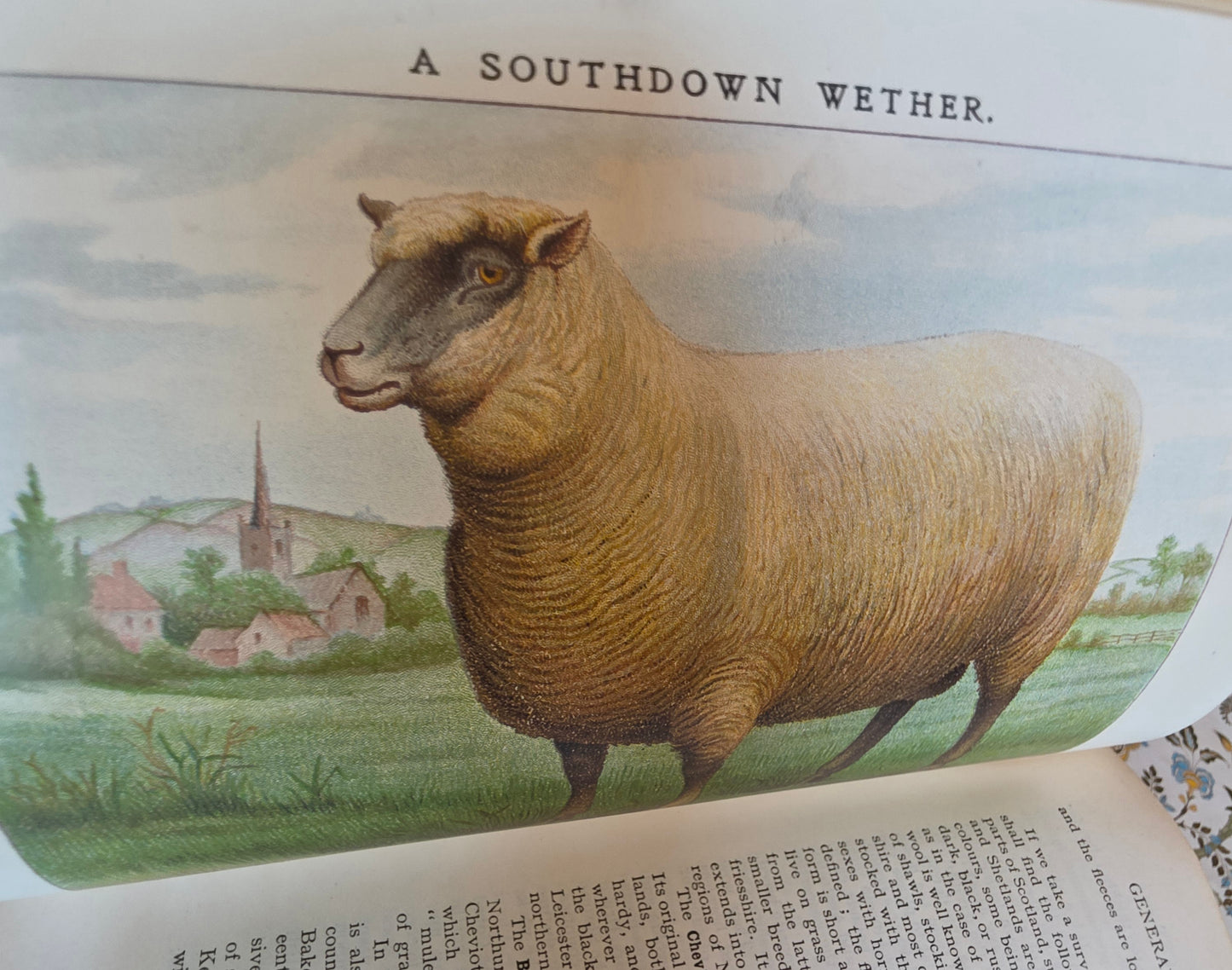 1906 Mrs Beeton's Book of Household Management - Large Illustrated Antique Book