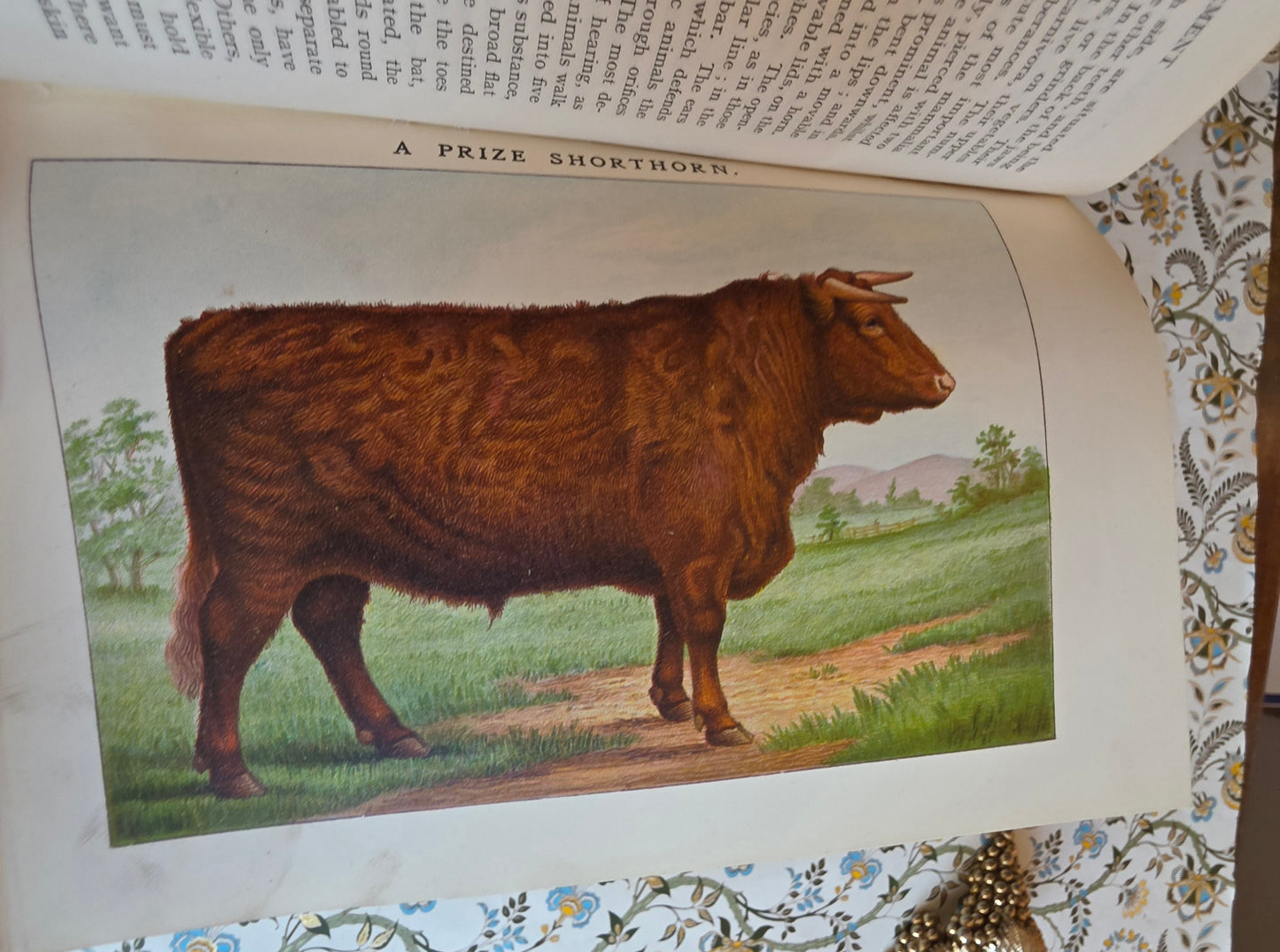 1906 Mrs Beeton's Book of Household Management - Large Illustrated Antique Book