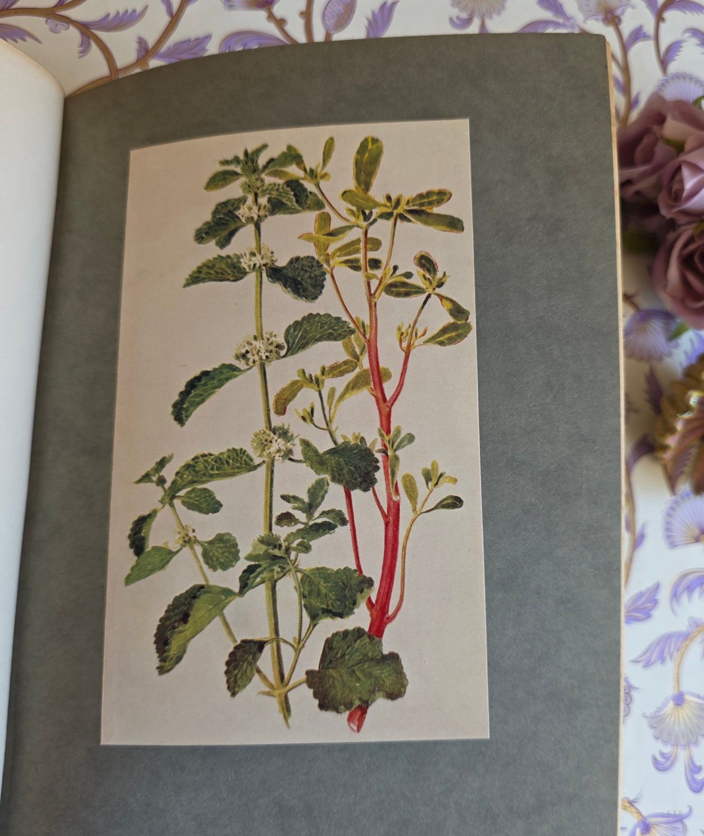 1911 The Herb Garden by Frances A Bardswell - Illustrated Antique Book