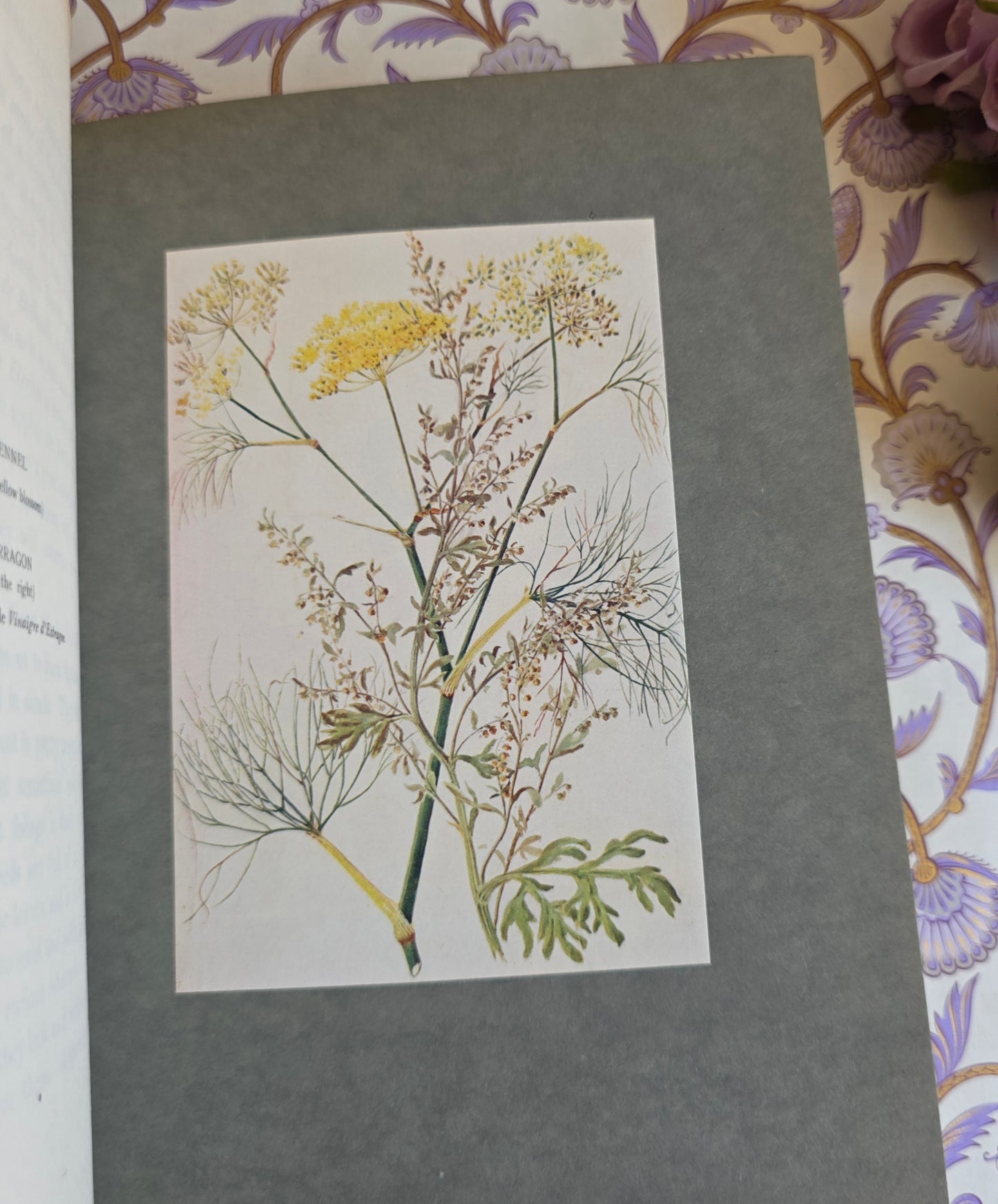 1911 The Herb Garden by Frances A Bardswell - Illustrated Antique Book