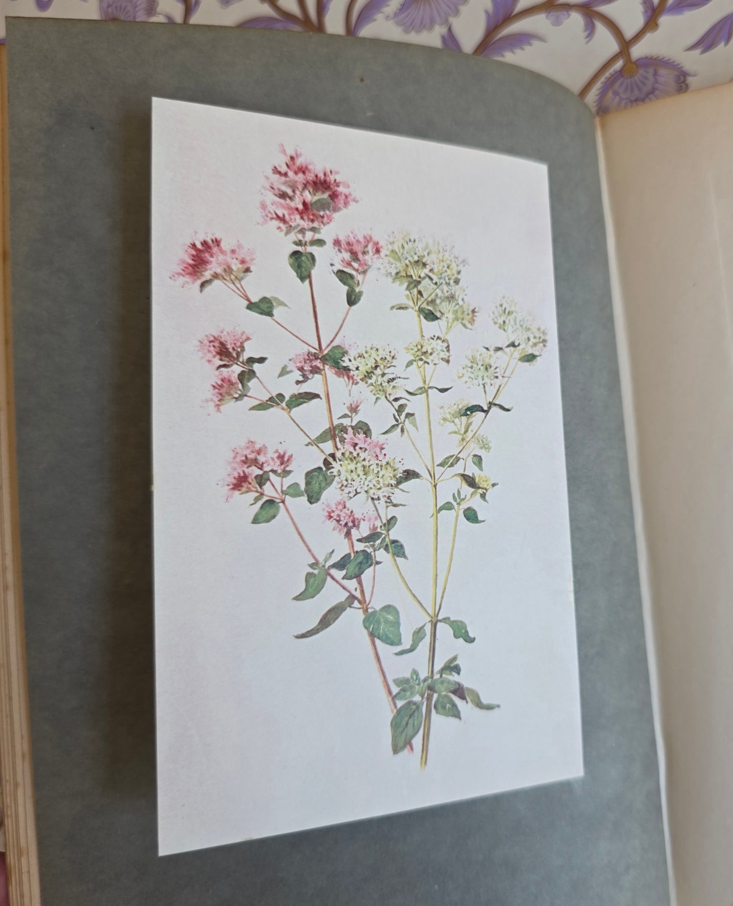 1911 The Herb Garden by Frances A Bardswell - Illustrated Antique Book