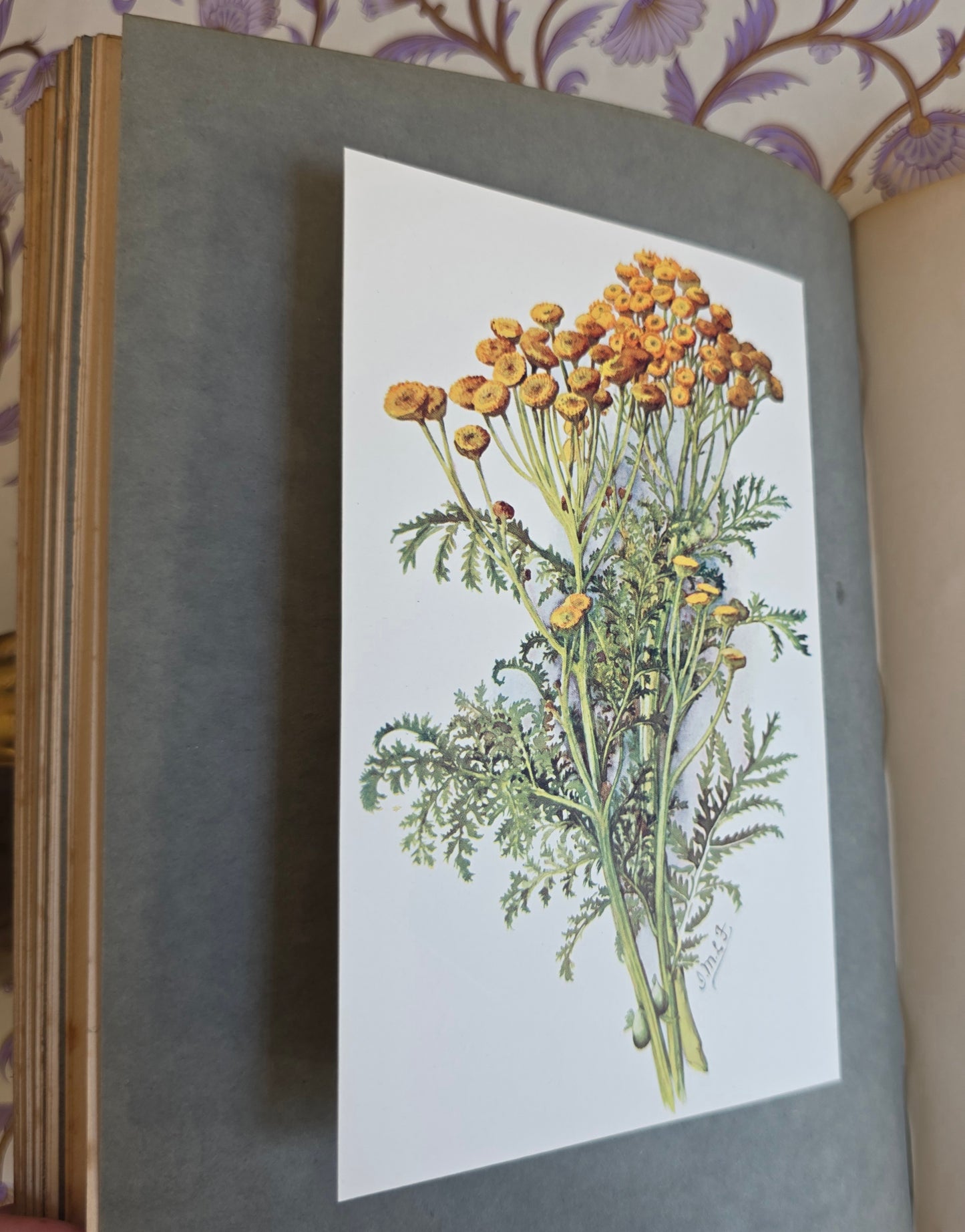 1911 The Herb Garden by Frances A Bardswell - Illustrated Antique Book