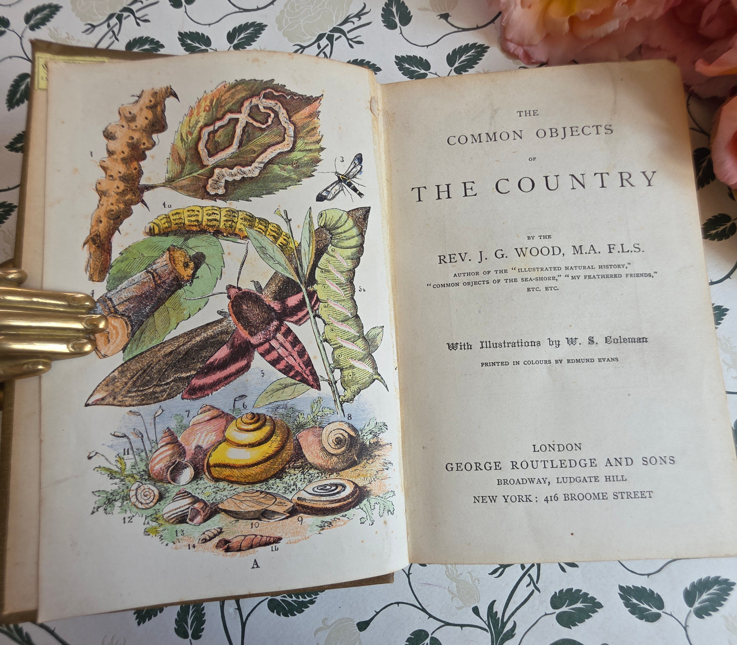 1880s The Common Objects of the Country by Rev JG Wood - Illustrated Antique Book