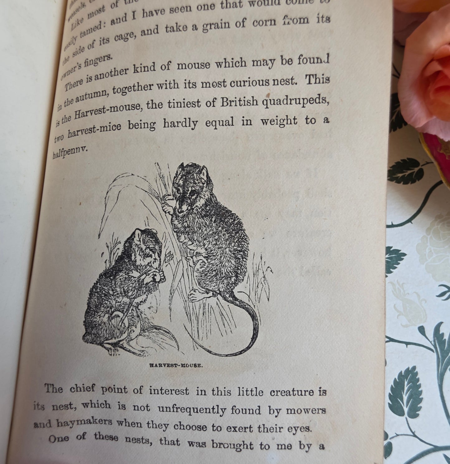 1880s The Common Objects of the Country by Rev JG Wood - Illustrated Antique Book