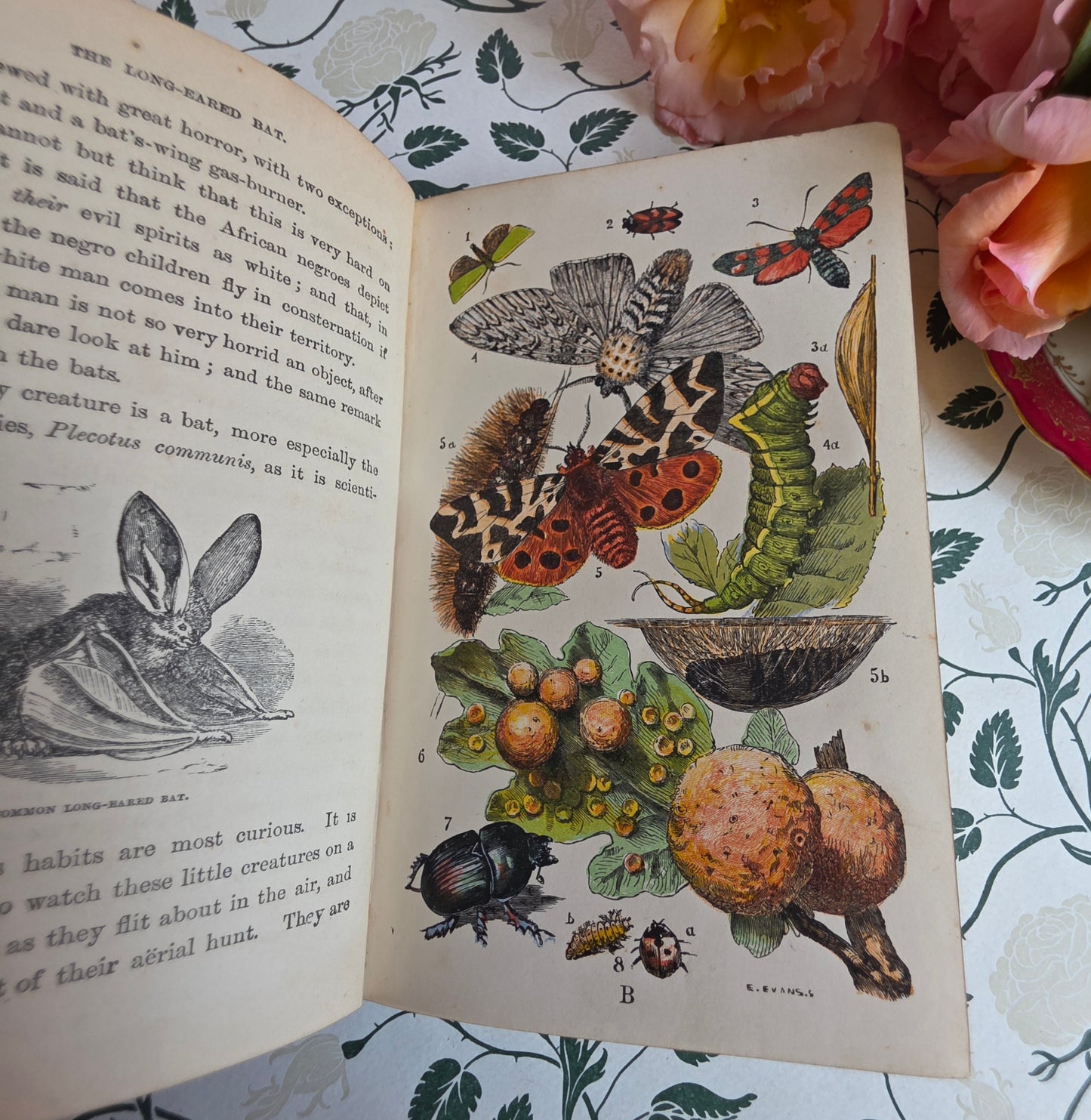 1880s The Common Objects of the Country by Rev JG Wood - Illustrated Antique Book