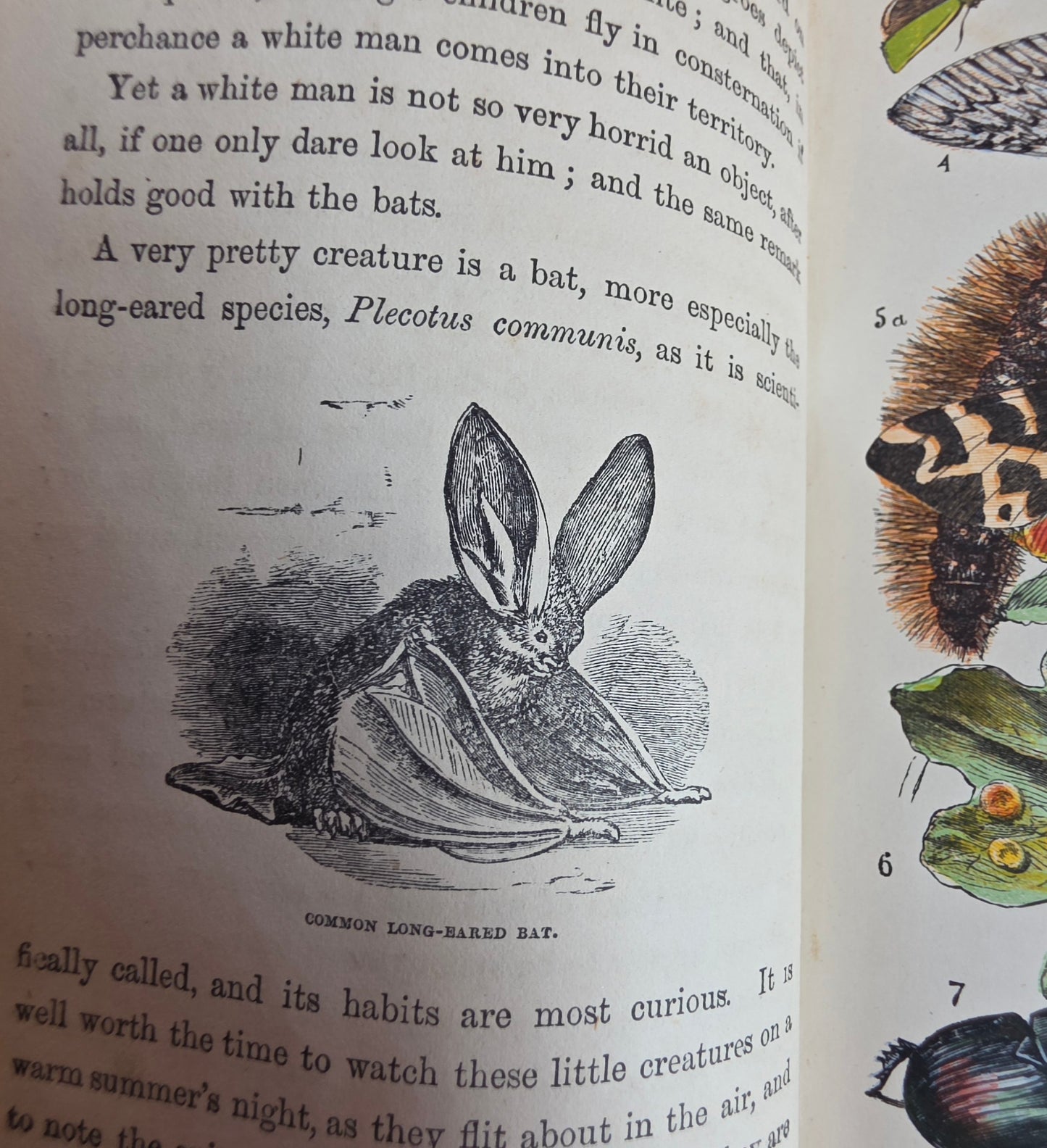 1880s The Common Objects of the Country by Rev JG Wood - Illustrated Antique Book