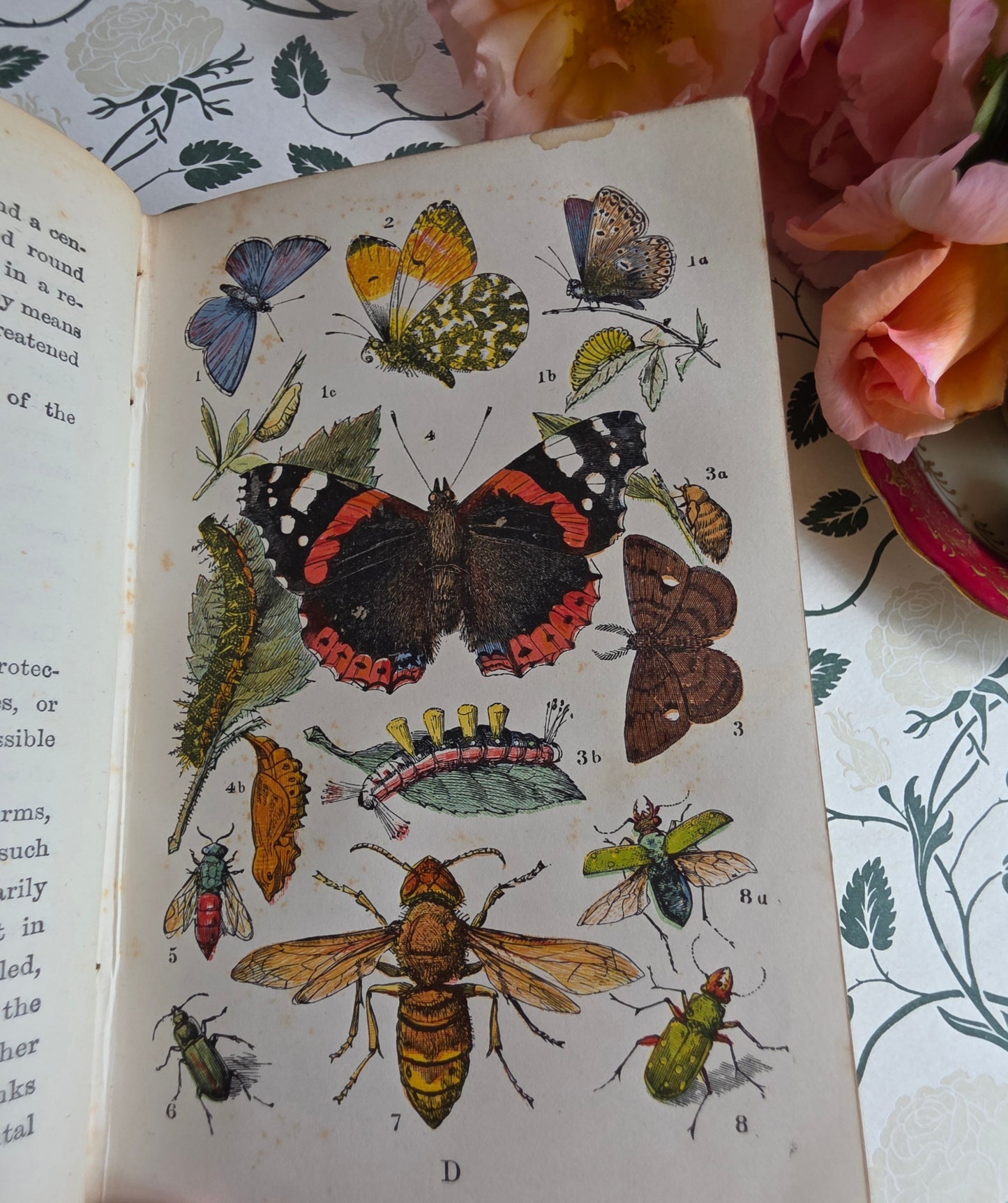 1880s The Common Objects of the Country by Rev JG Wood - Illustrated Antique Book