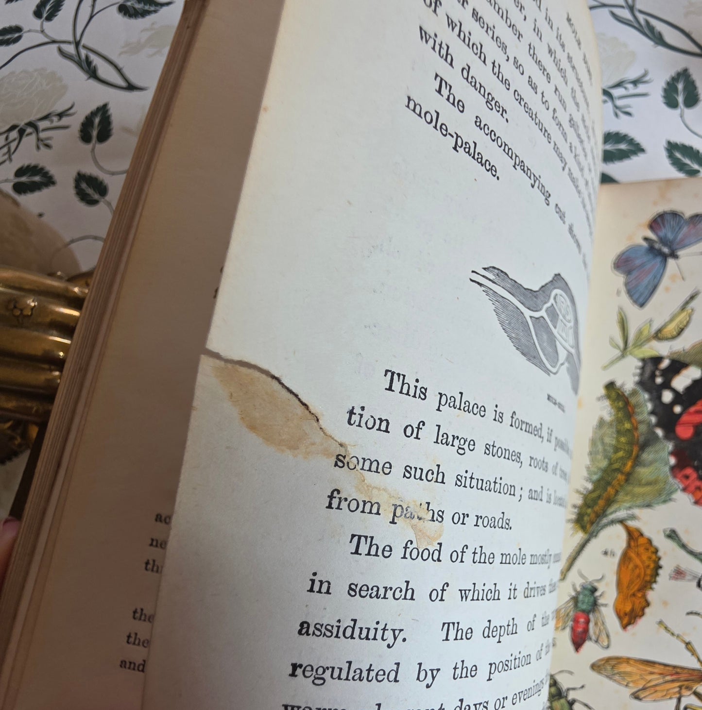 1880s The Common Objects of the Country by Rev JG Wood - Illustrated Antique Book