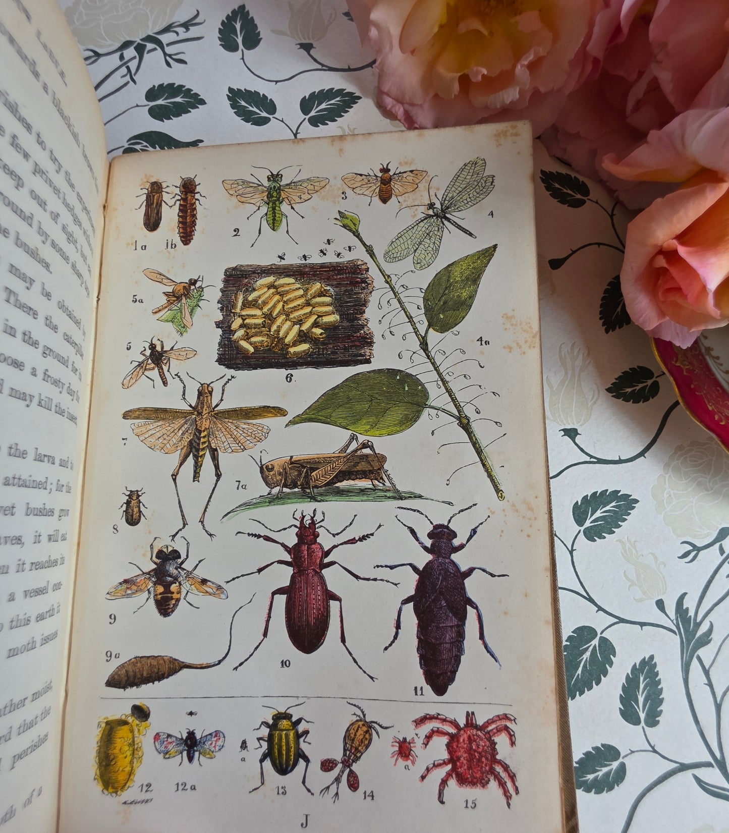1880s The Common Objects of the Country by Rev JG Wood - Illustrated Antique Book