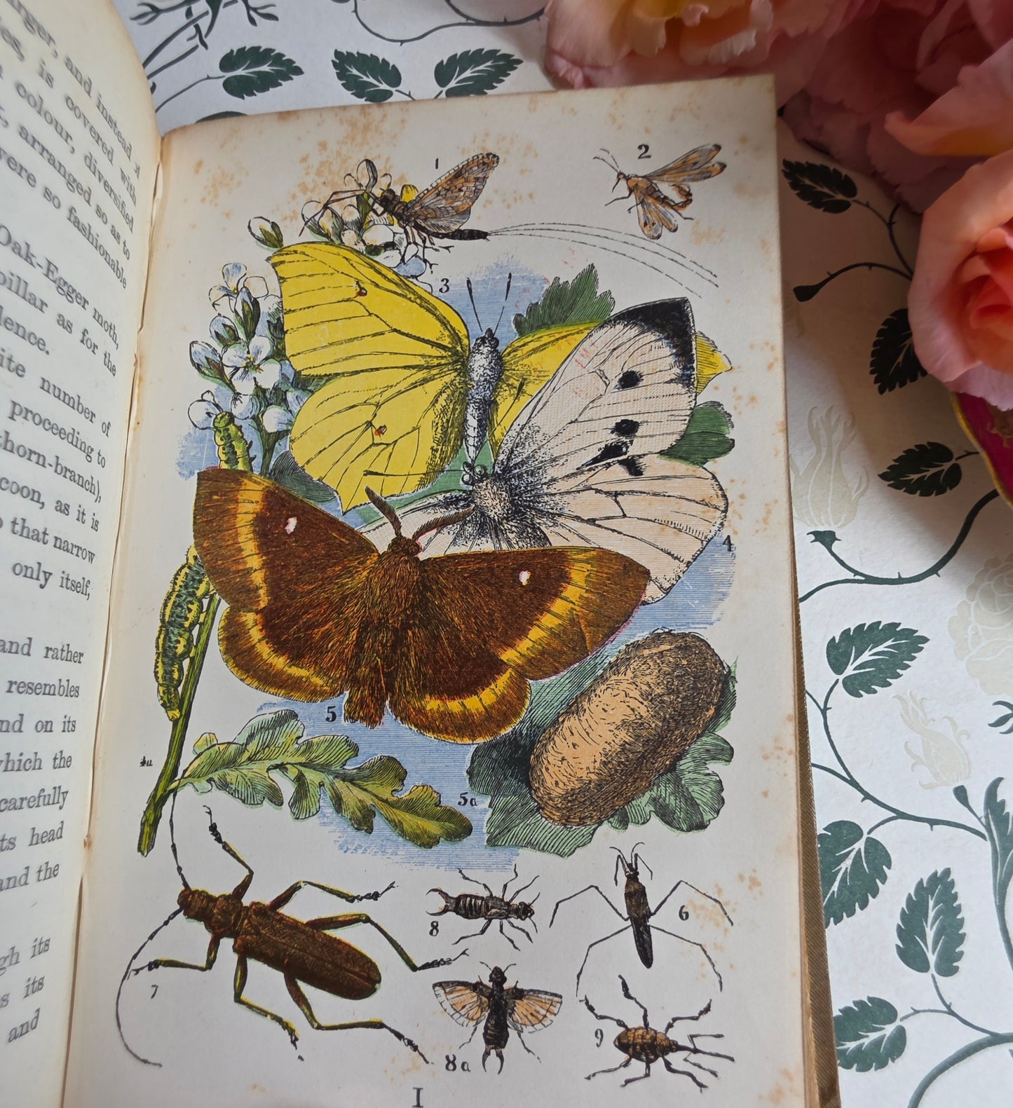 1880s The Common Objects of the Country by Rev JG Wood - Illustrated Antique Book