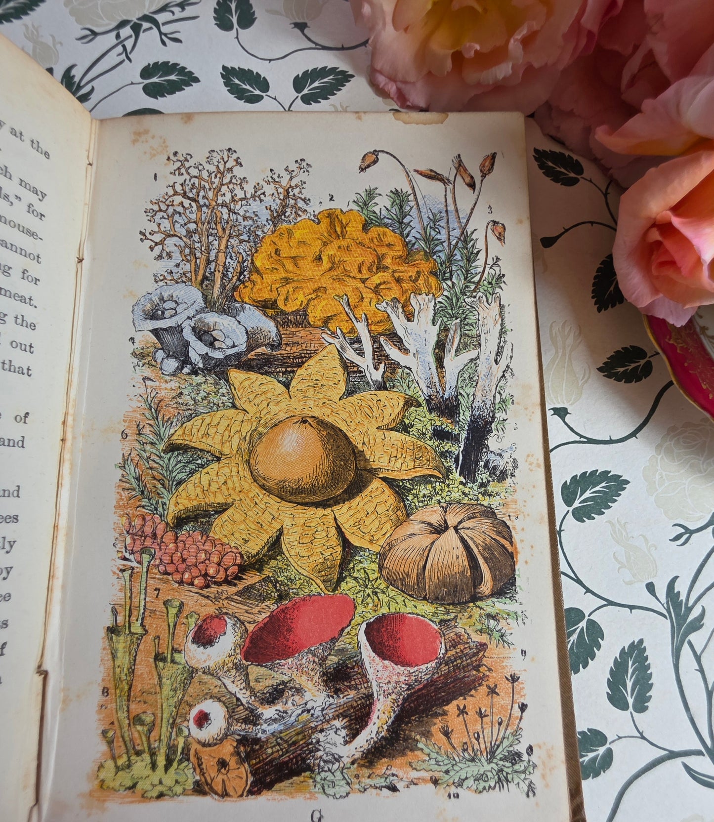 1880s The Common Objects of the Country by Rev JG Wood - Illustrated Antique Book