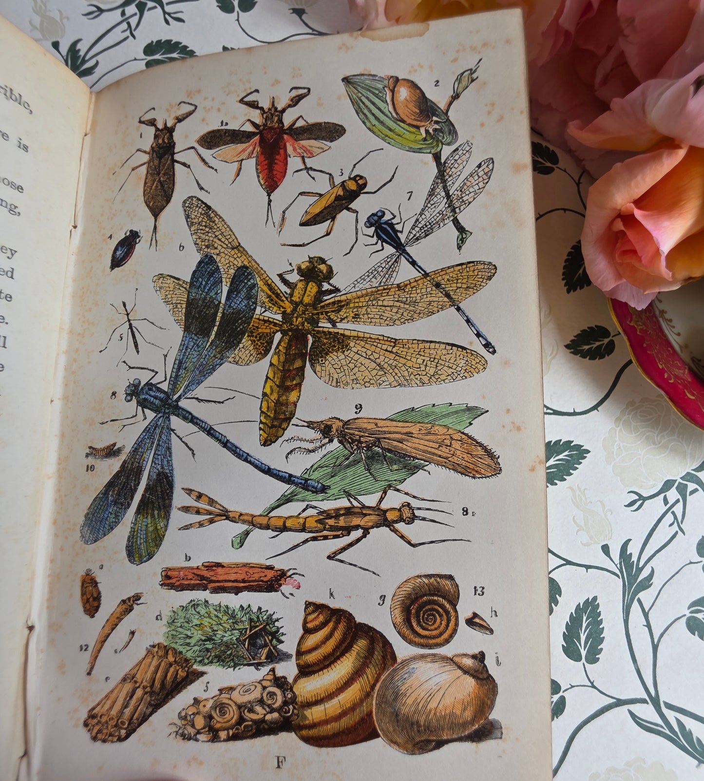 1880s The Common Objects of the Country by Rev JG Wood - Illustrated Antique Book