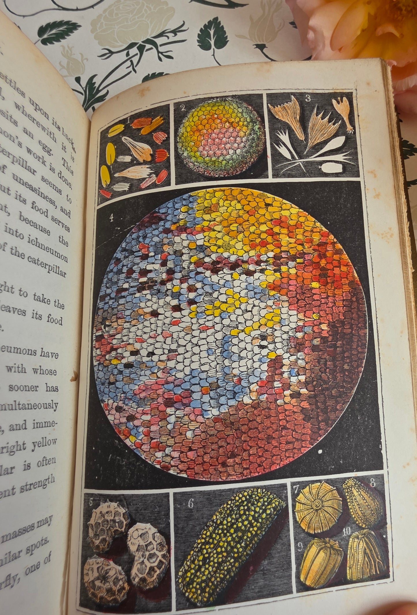 1880s The Common Objects of the Country by Rev JG Wood - Illustrated Antique Book