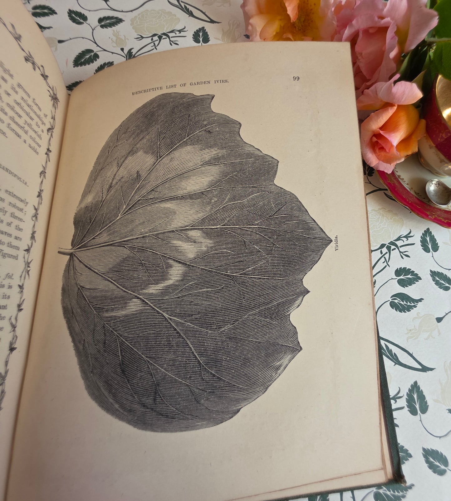 1872 The Ivy by Shirley Hibberd - Large, Richly Illustrated Antique Book