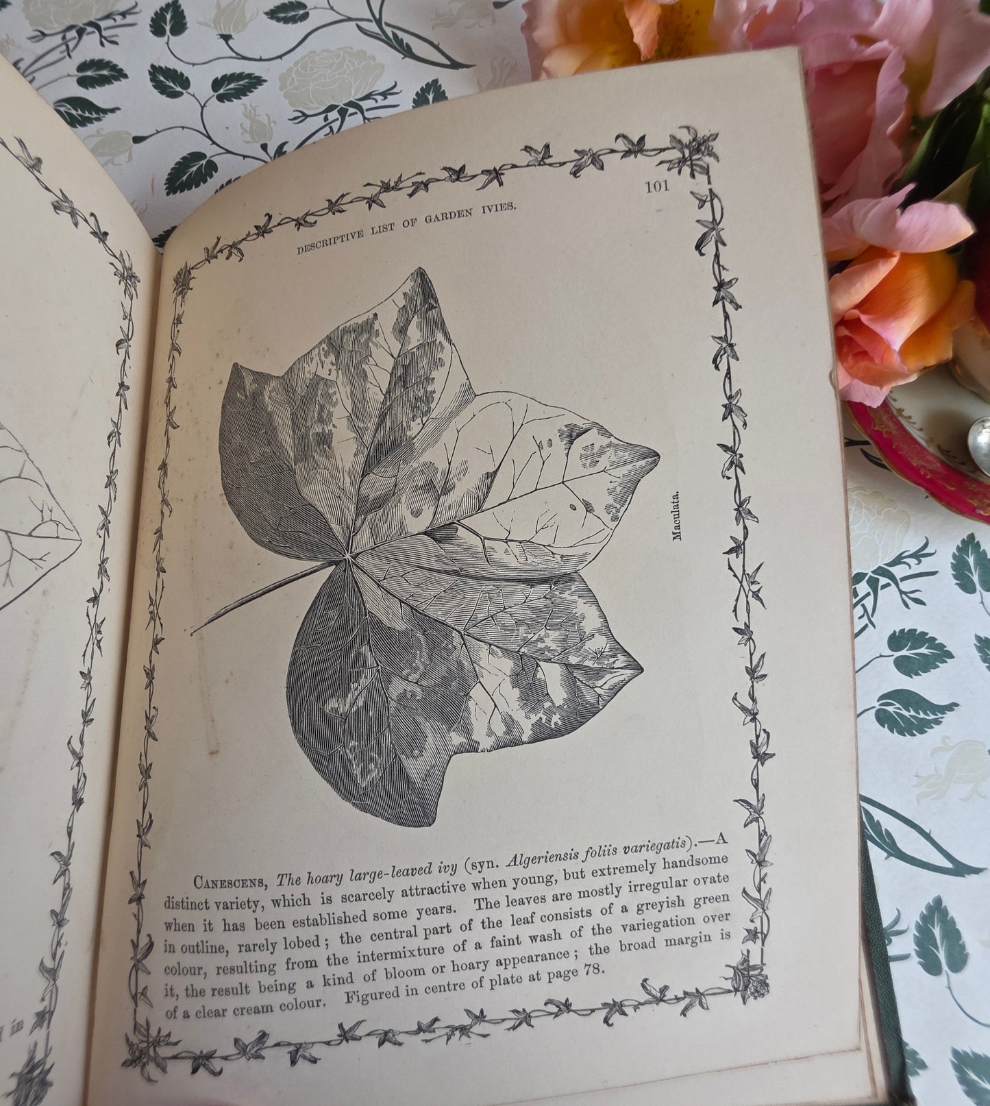 1872 The Ivy by Shirley Hibberd - Large, Richly Illustrated Antique Book