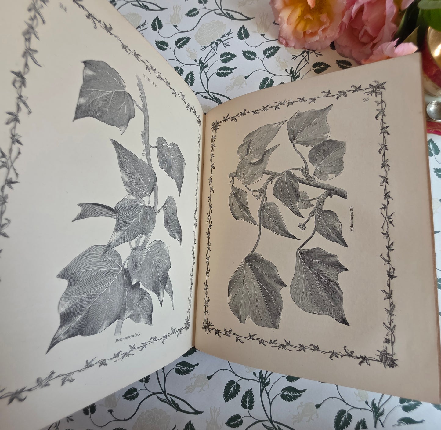 1872 The Ivy by Shirley Hibberd - Large, Richly Illustrated Antique Book