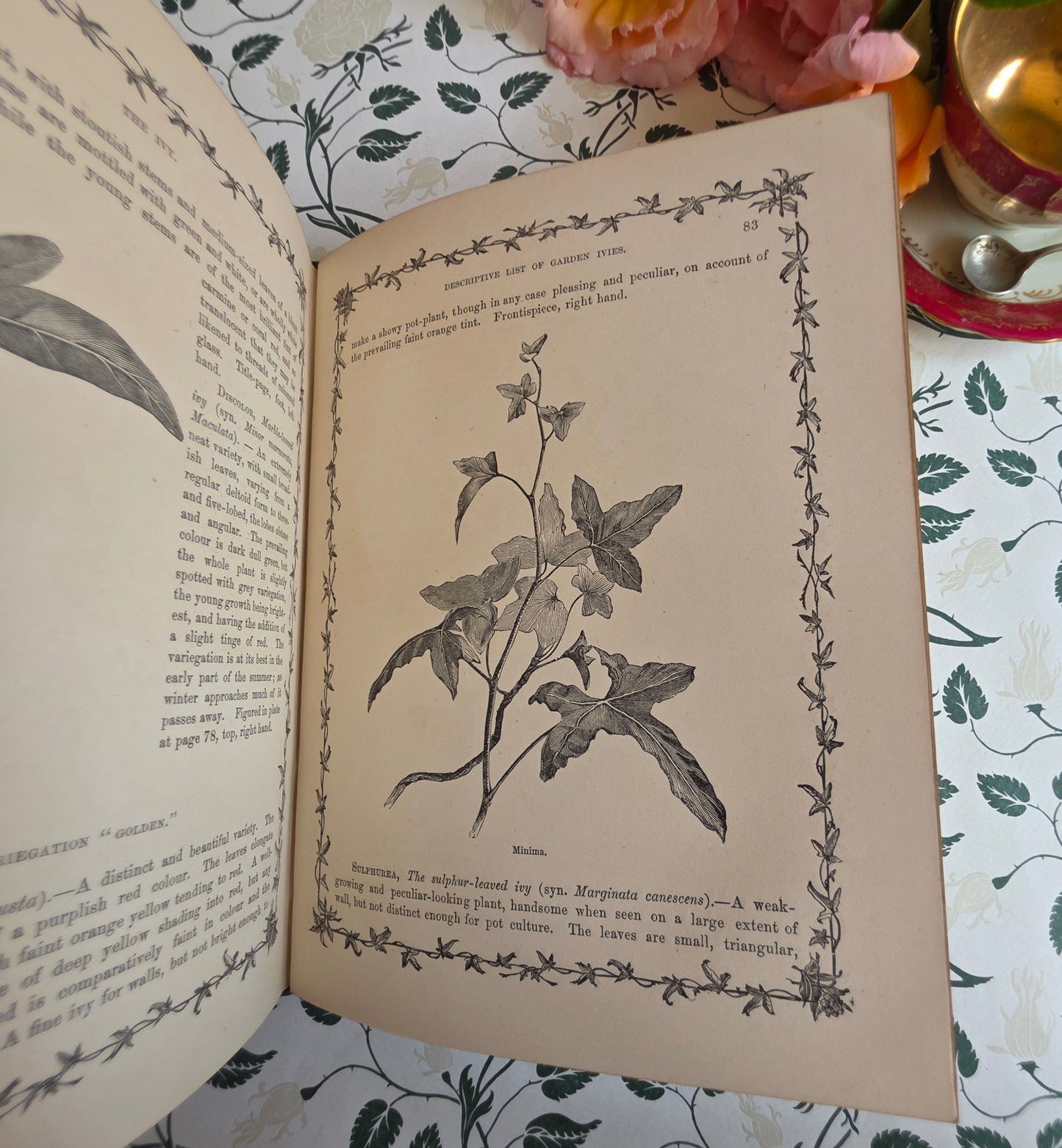 1872 The Ivy by Shirley Hibberd - Large, Richly Illustrated Antique Book