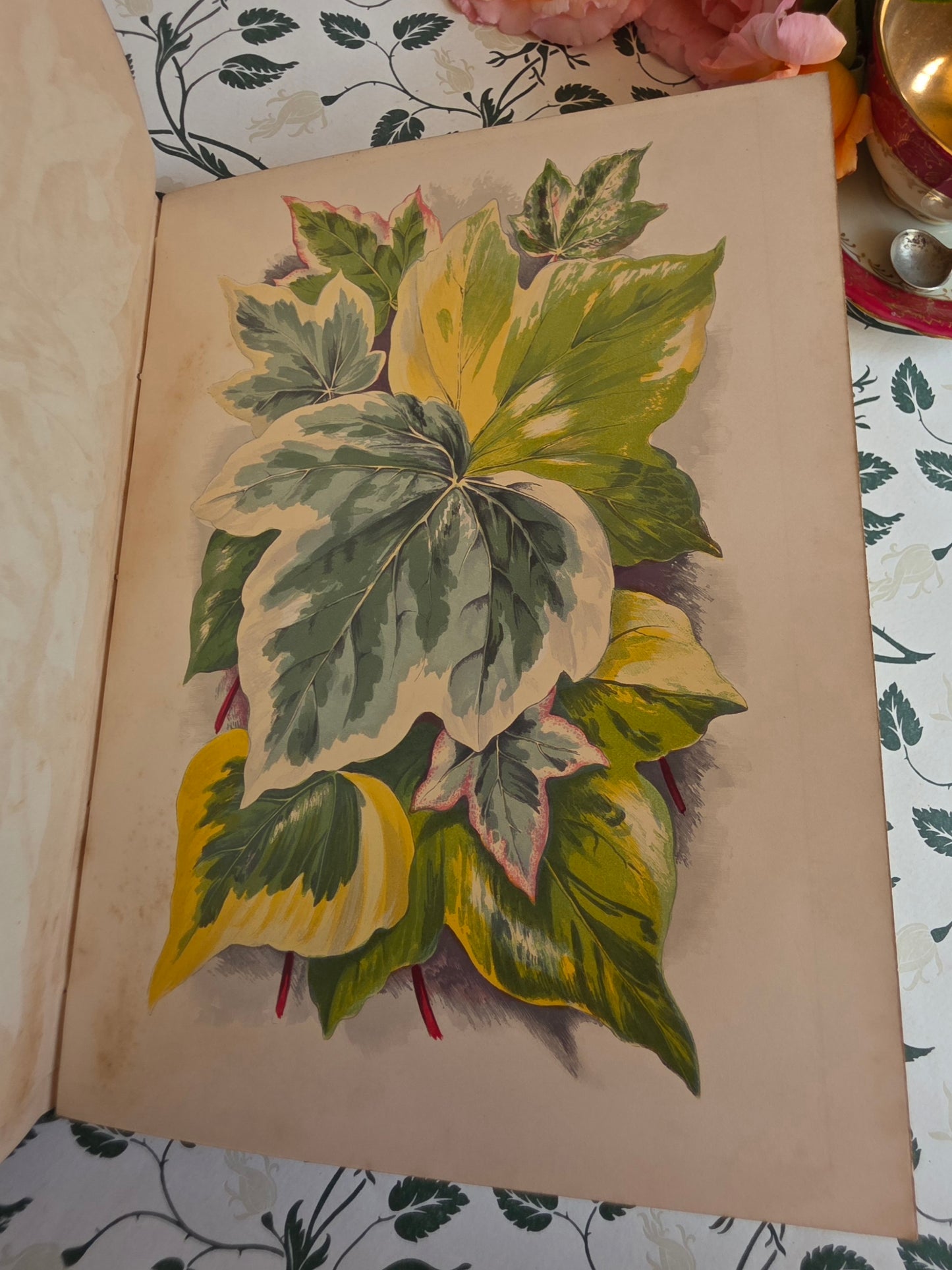 1872 The Ivy by Shirley Hibberd - Large, Richly Illustrated Antique Book