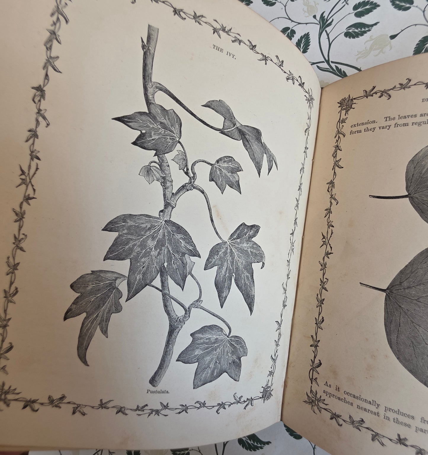 1872 The Ivy by Shirley Hibberd - Large, Richly Illustrated Antique Book