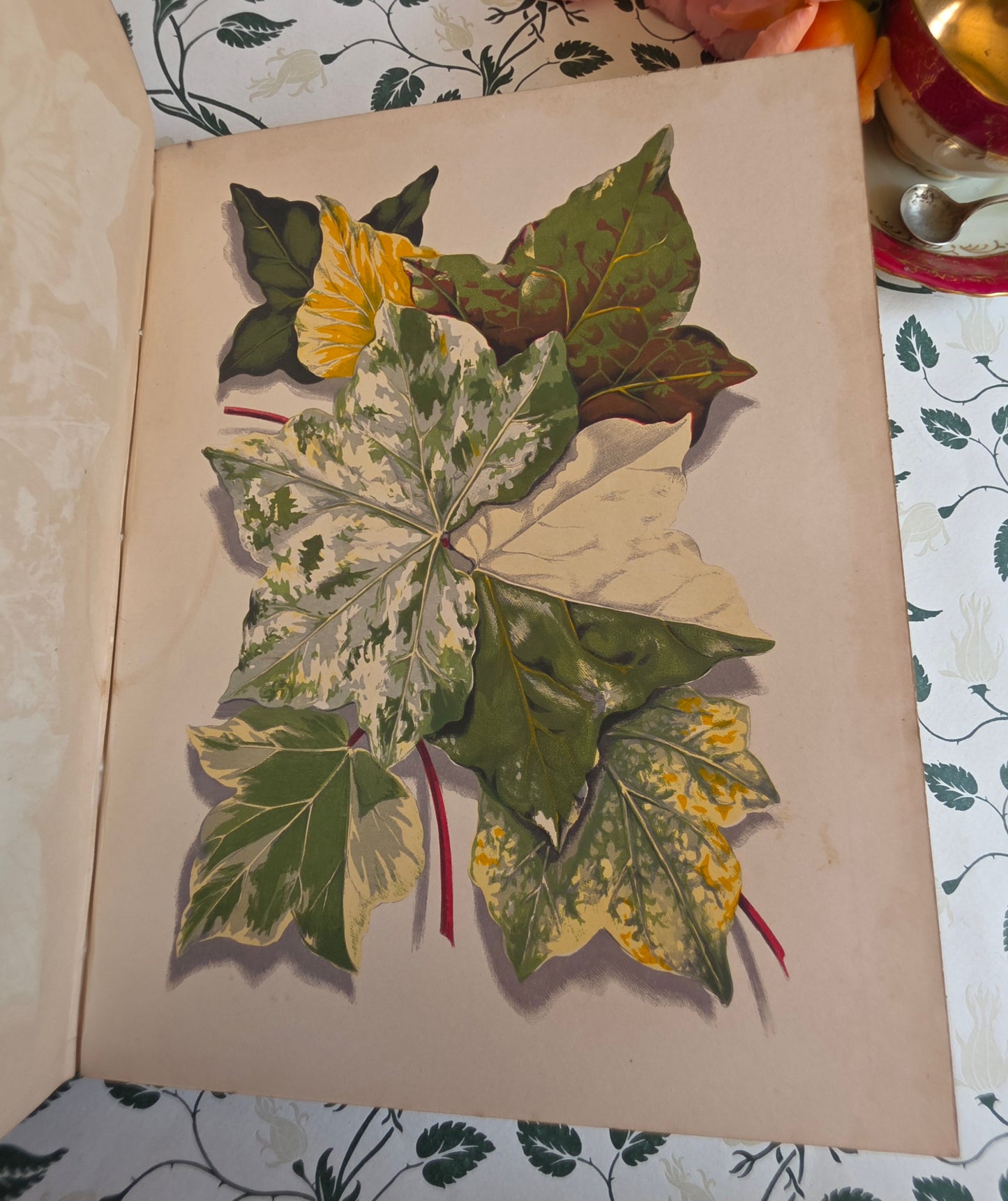 1872 The Ivy by Shirley Hibberd - Large, Richly Illustrated Antique Book