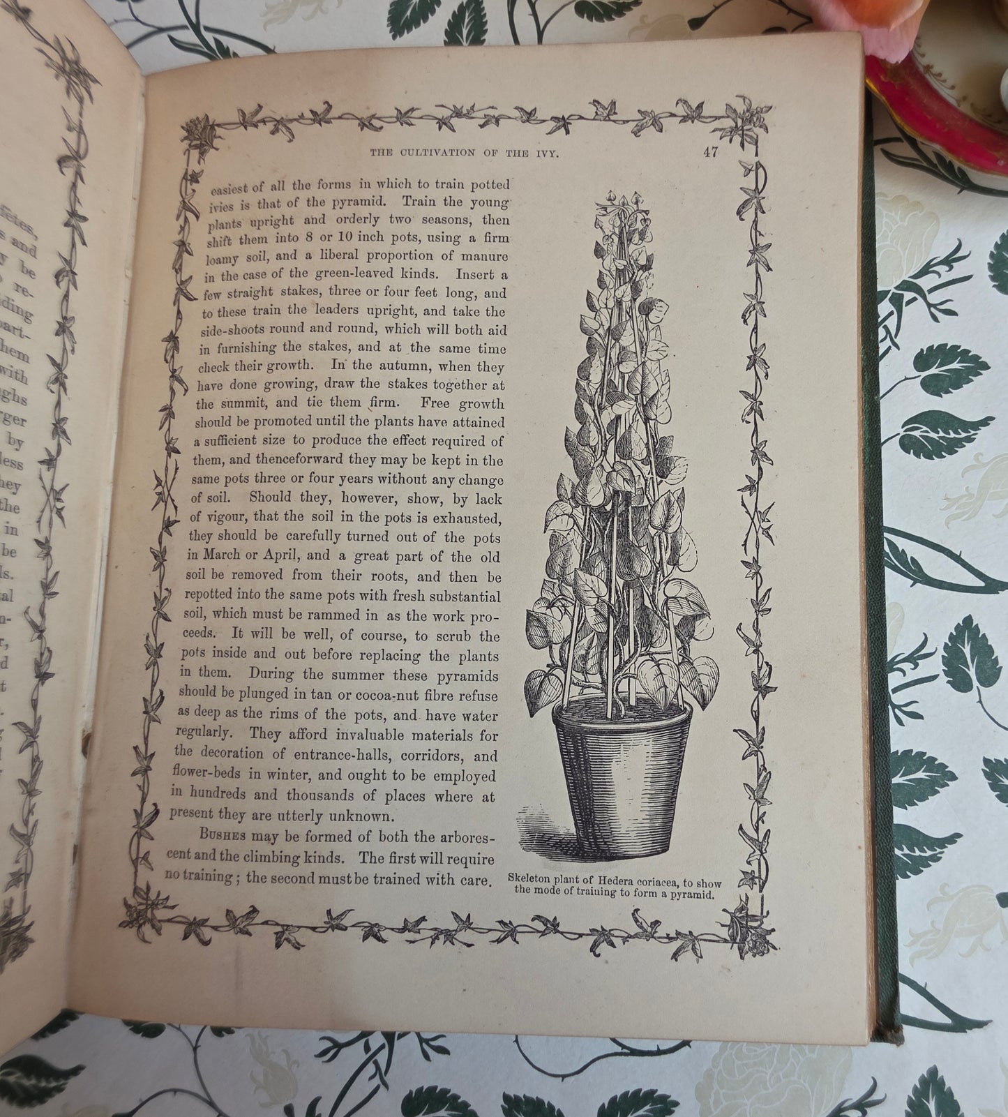 1872 The Ivy by Shirley Hibberd - Large, Richly Illustrated Antique Book