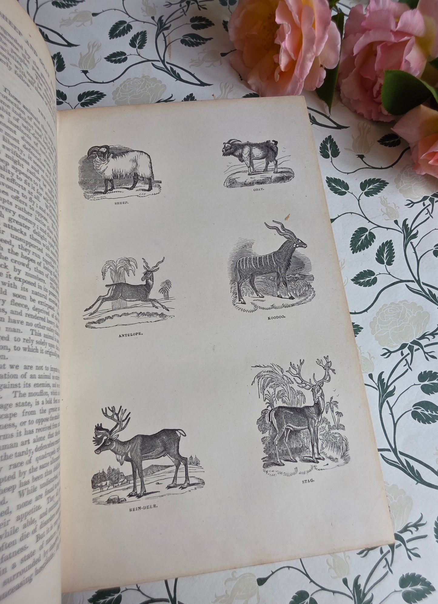 1840 A History of the Earth and Animated Nature by Oliver Goldsmith - Richly Illustrated Antique Book