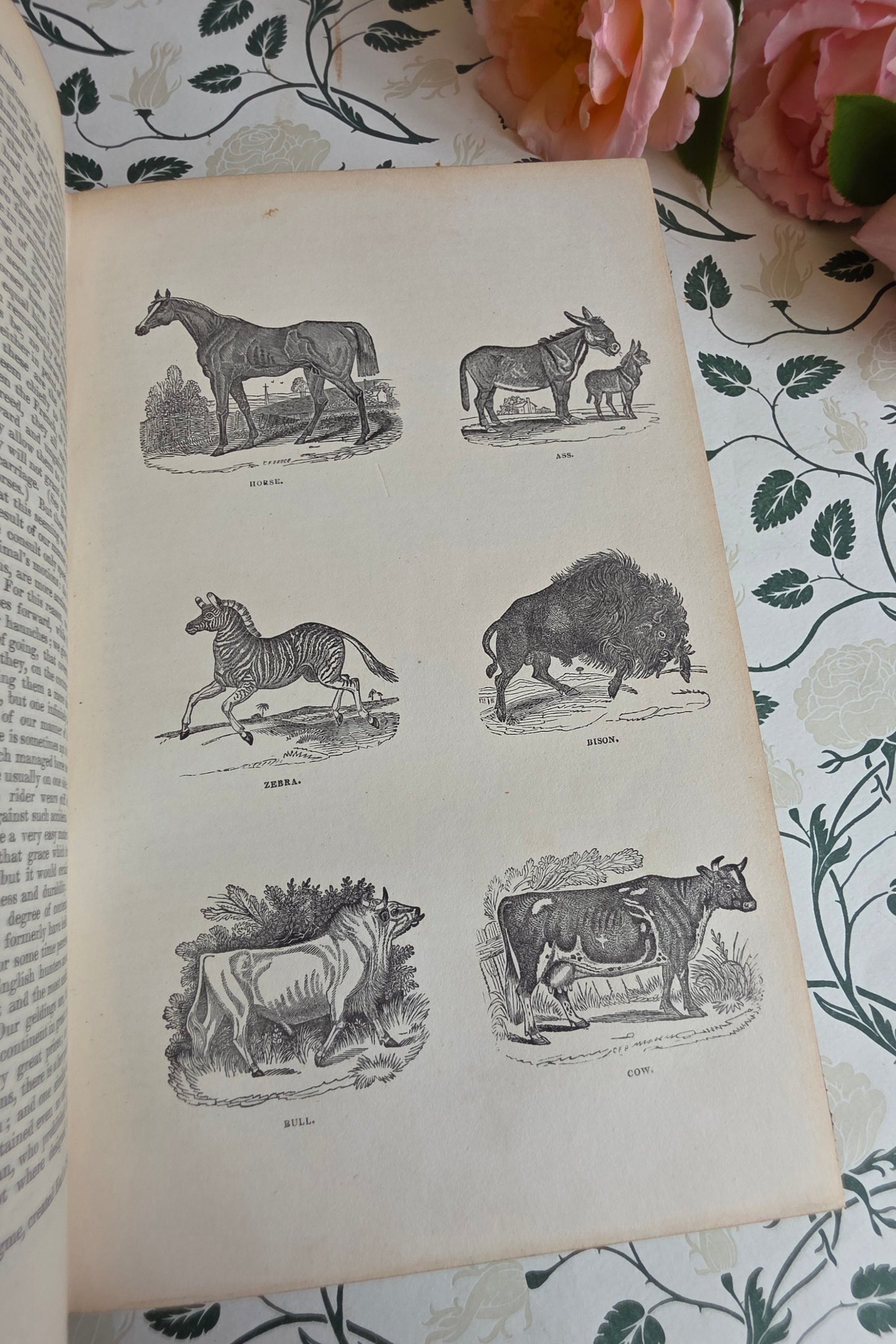 1840 A History of the Earth and Animated Nature by Oliver Goldsmith - Richly Illustrated Antique Book