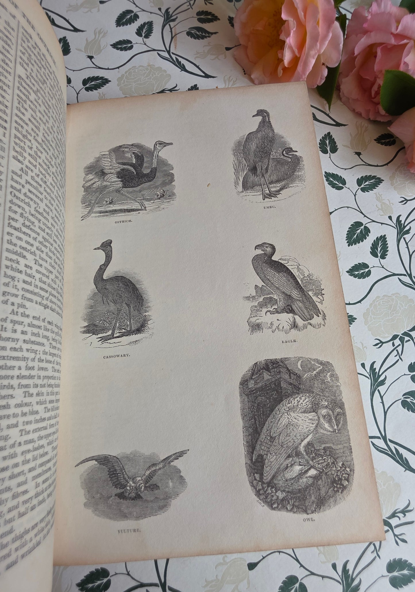 1840 A History of the Earth and Animated Nature by Oliver Goldsmith - Richly Illustrated Antique Book