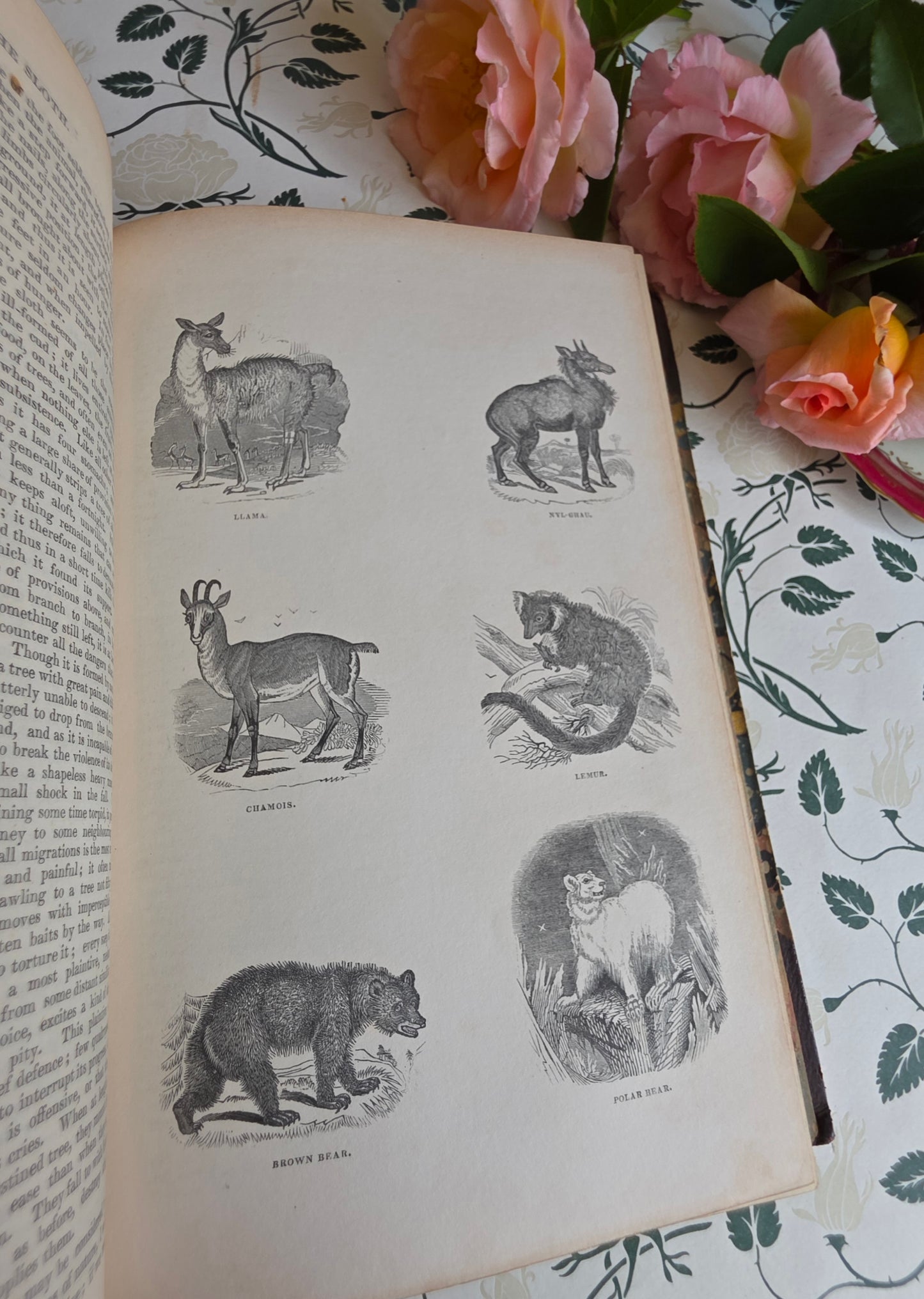1840 A History of the Earth and Animated Nature by Oliver Goldsmith - Richly Illustrated Antique Book