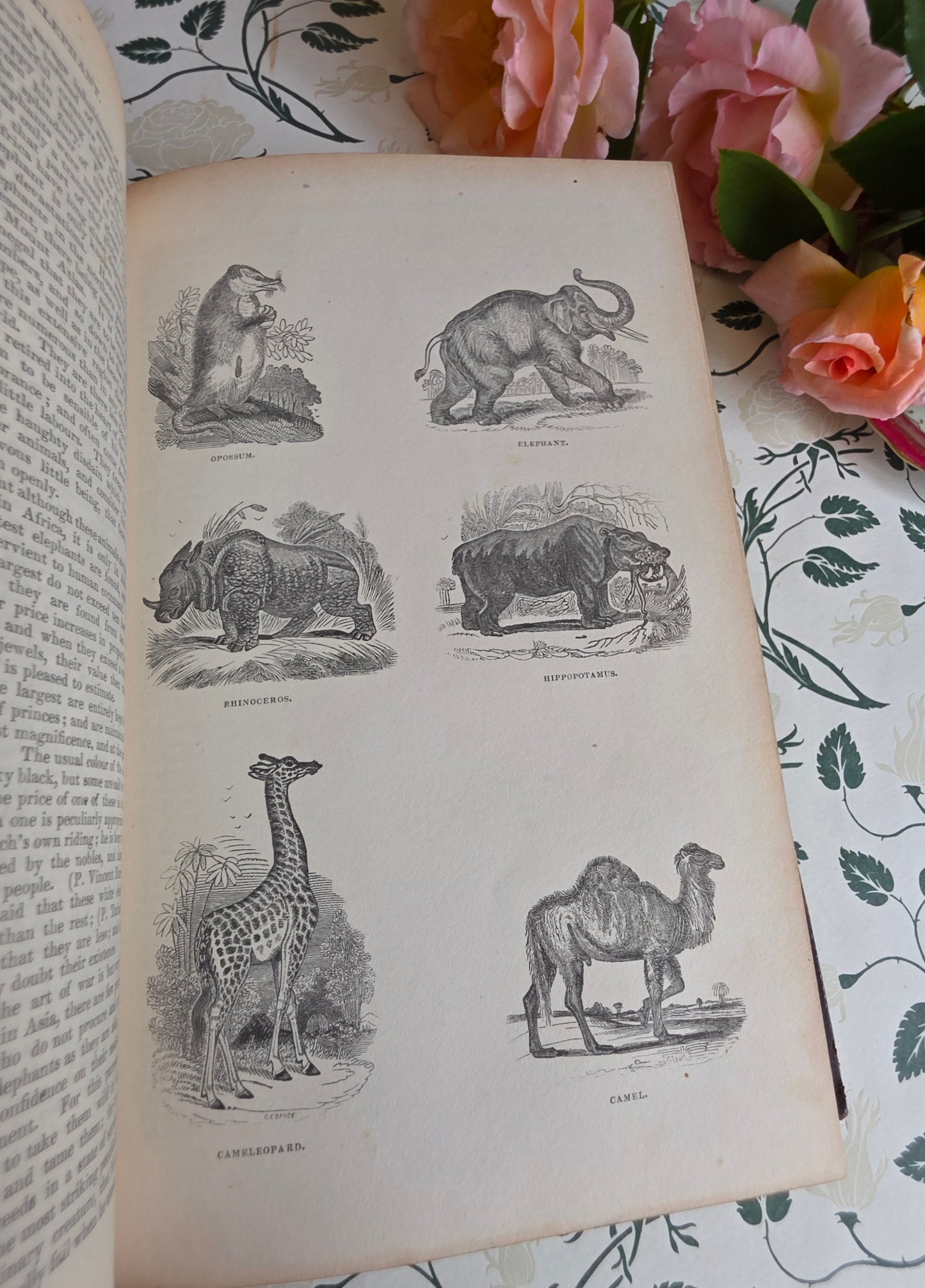 1840 A History of the Earth and Animated Nature by Oliver Goldsmith - Richly Illustrated Antique Book