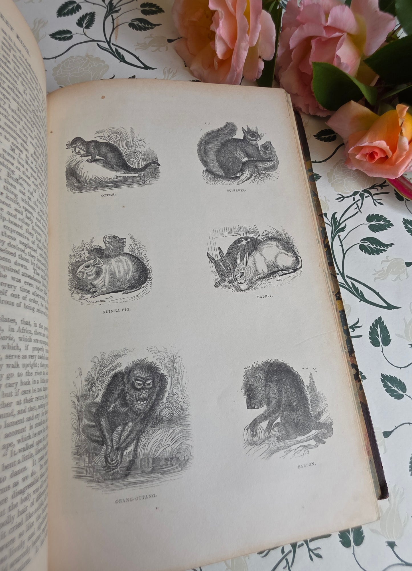 1840 A History of the Earth and Animated Nature by Oliver Goldsmith - Richly Illustrated Antique Book