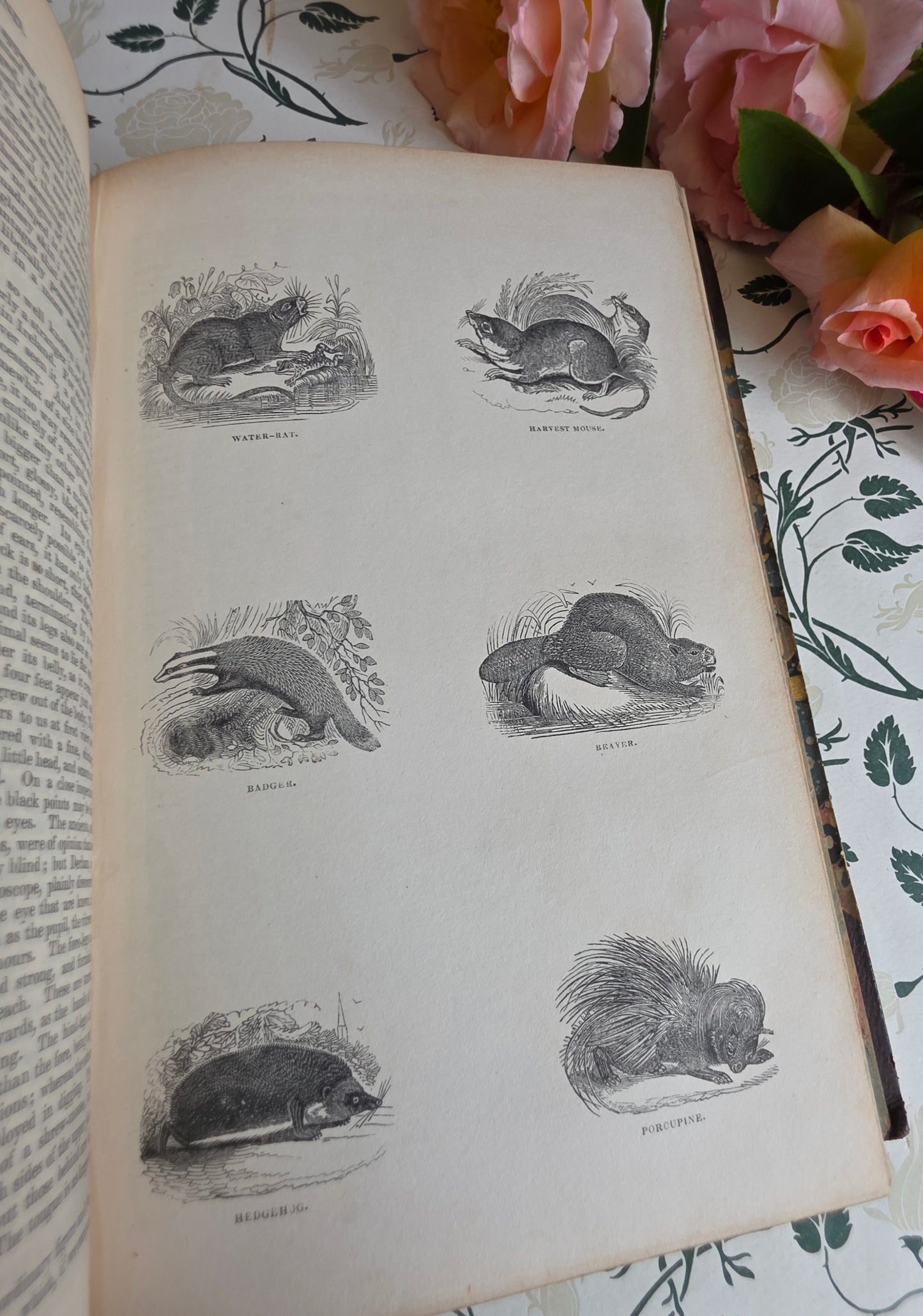 1840 A History of the Earth and Animated Nature by Oliver Goldsmith - Richly Illustrated Antique Book