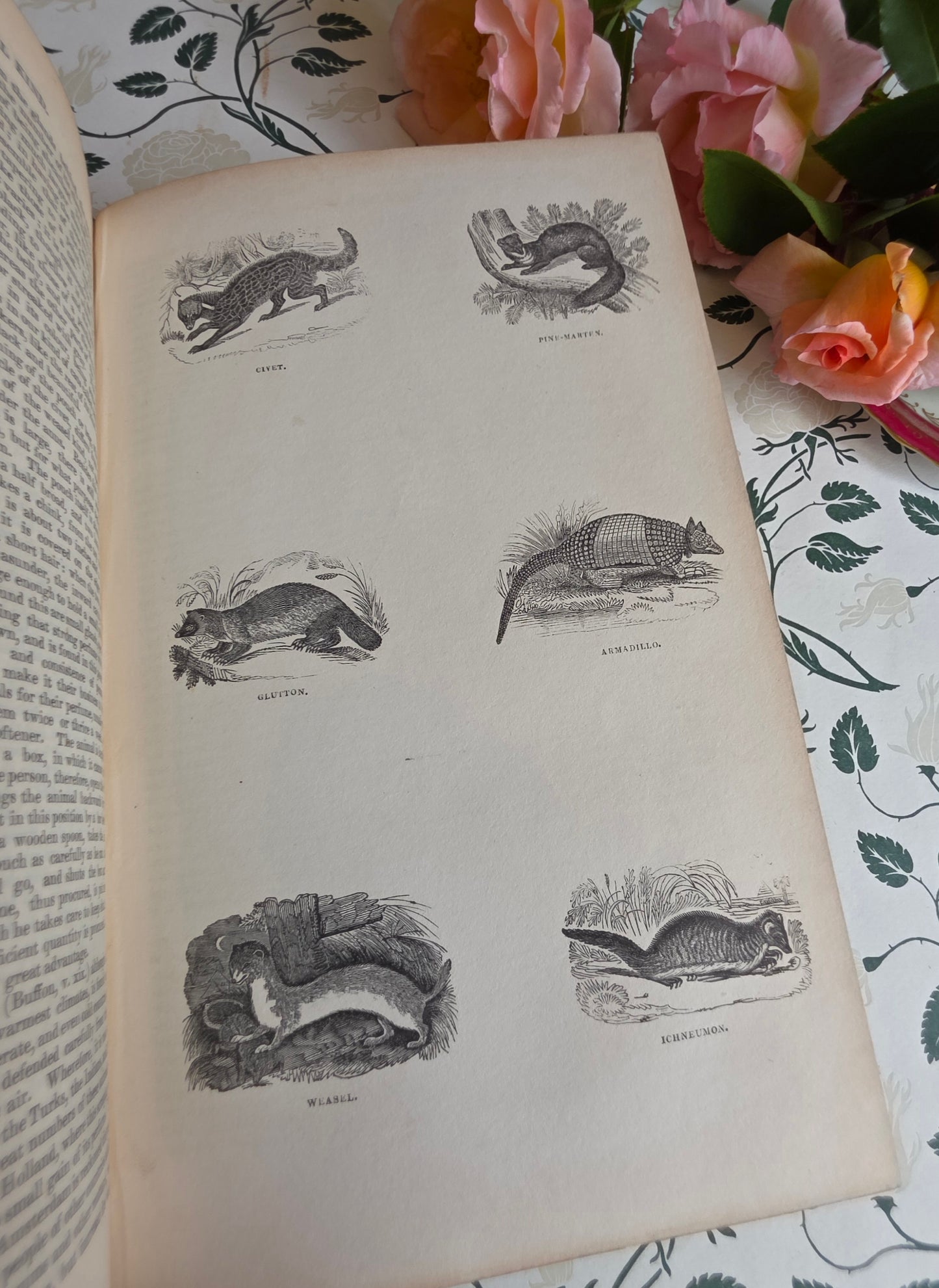 1840 A History of the Earth and Animated Nature by Oliver Goldsmith - Richly Illustrated Antique Book