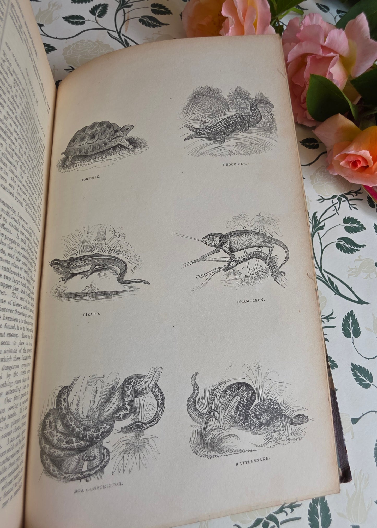 1840 A History of the Earth and Animated Nature by Oliver Goldsmith - Richly Illustrated Antique Book