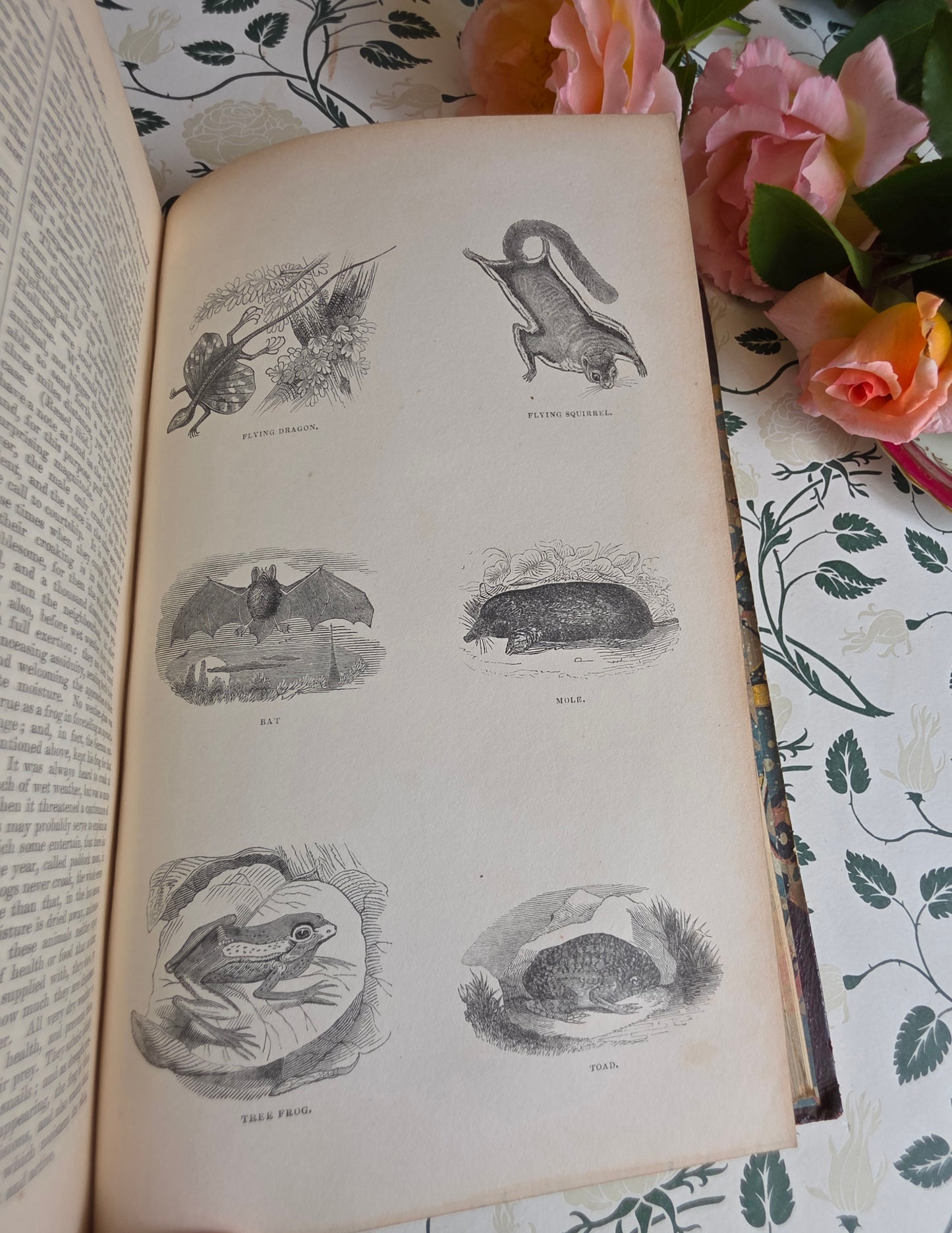 1840 A History of the Earth and Animated Nature by Oliver Goldsmith - Richly Illustrated Antique Book