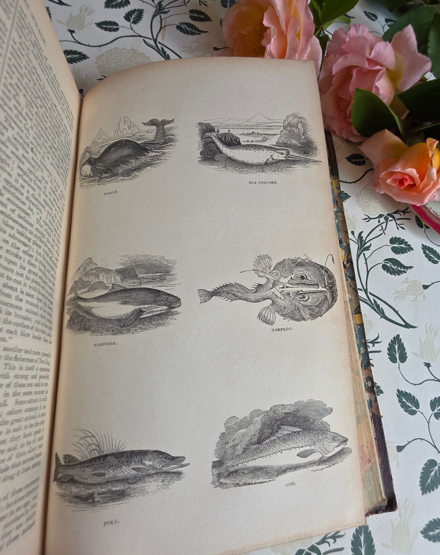 1840 A History of the Earth and Animated Nature by Oliver Goldsmith - Richly Illustrated Antique Book